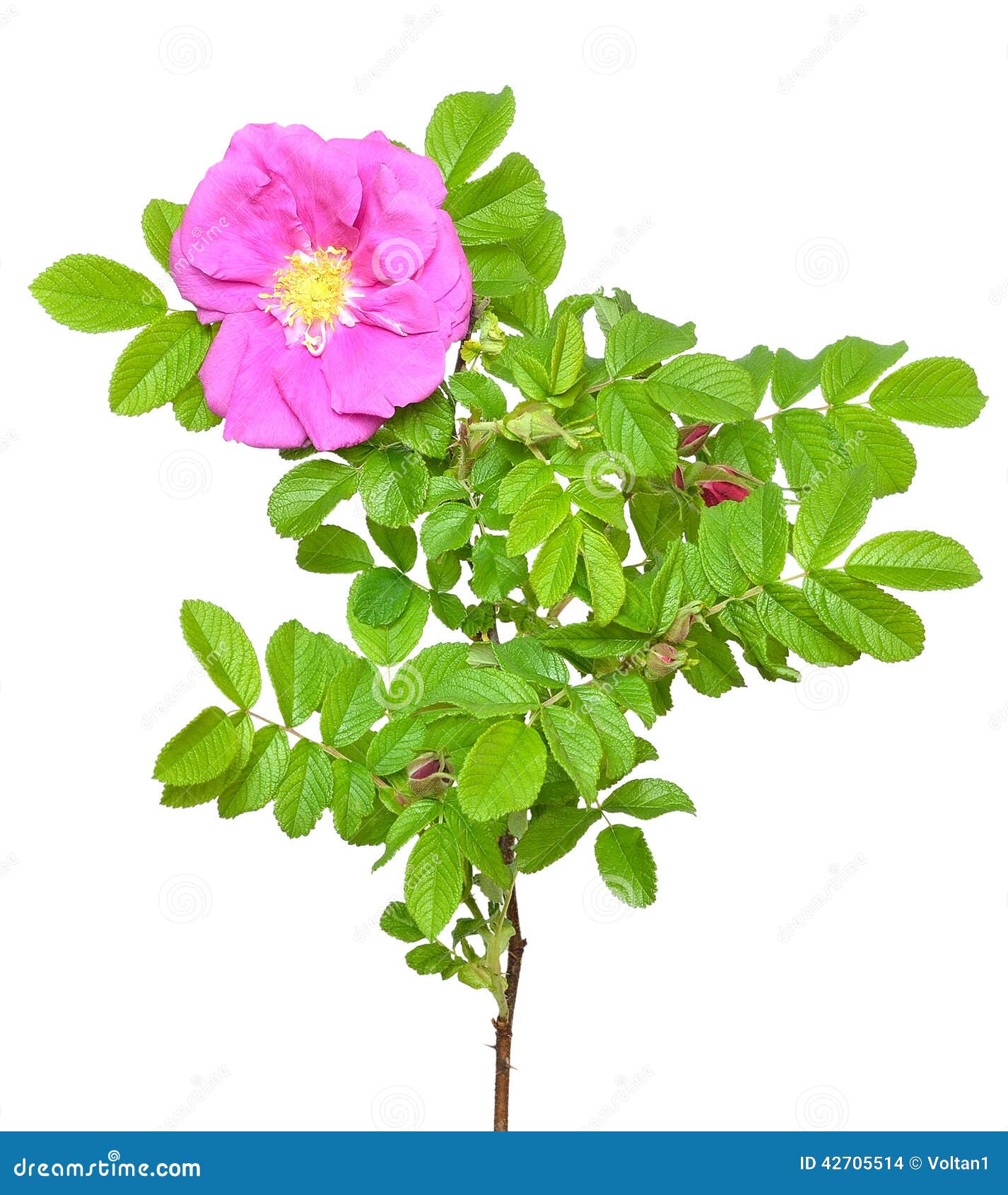 Wild rose flower stock photo. Image of blooming, isolated 42705514