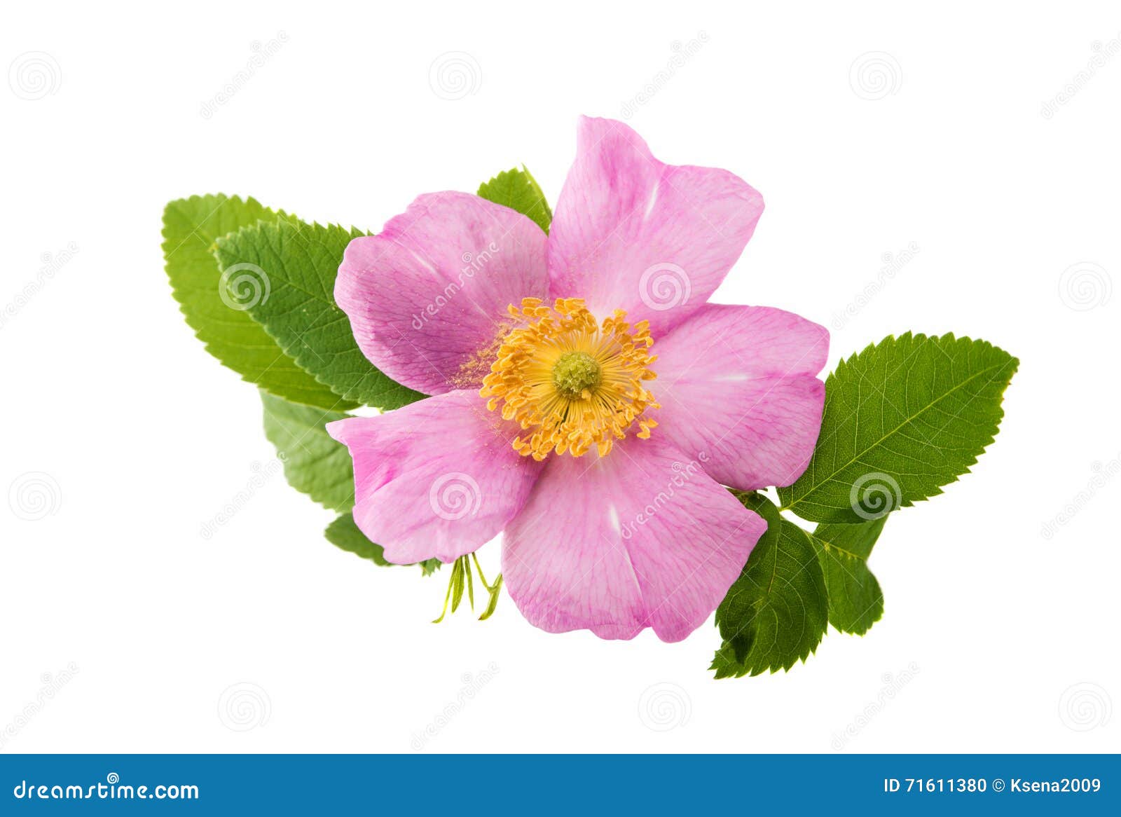 Wild Rose Leaves Isolated On White Stock Photo 142724695