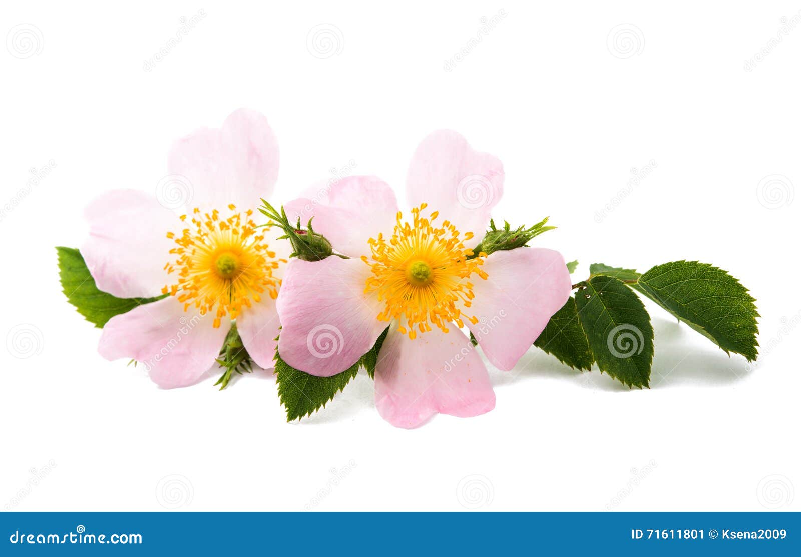 Wild rose flower isolated stock image. Image of healthy - 71611801