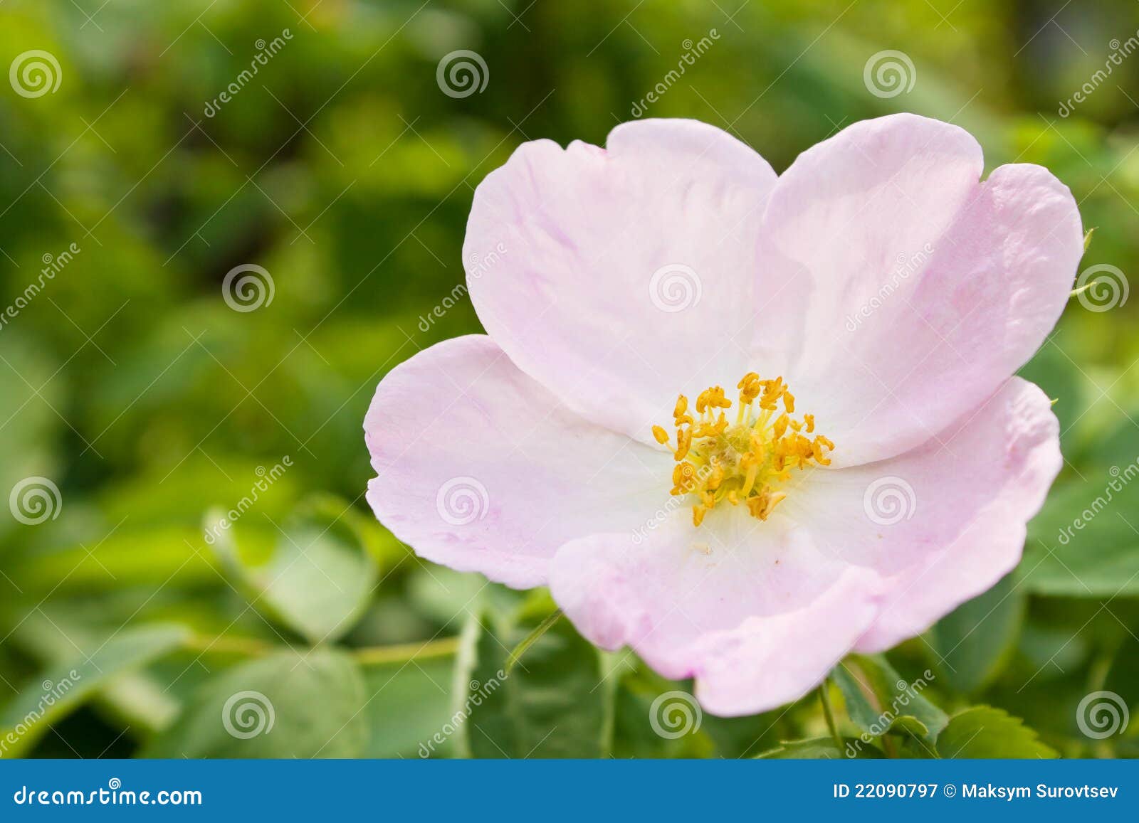 Wild rose flowering stock image. Image of rose, horizontal - 22090797