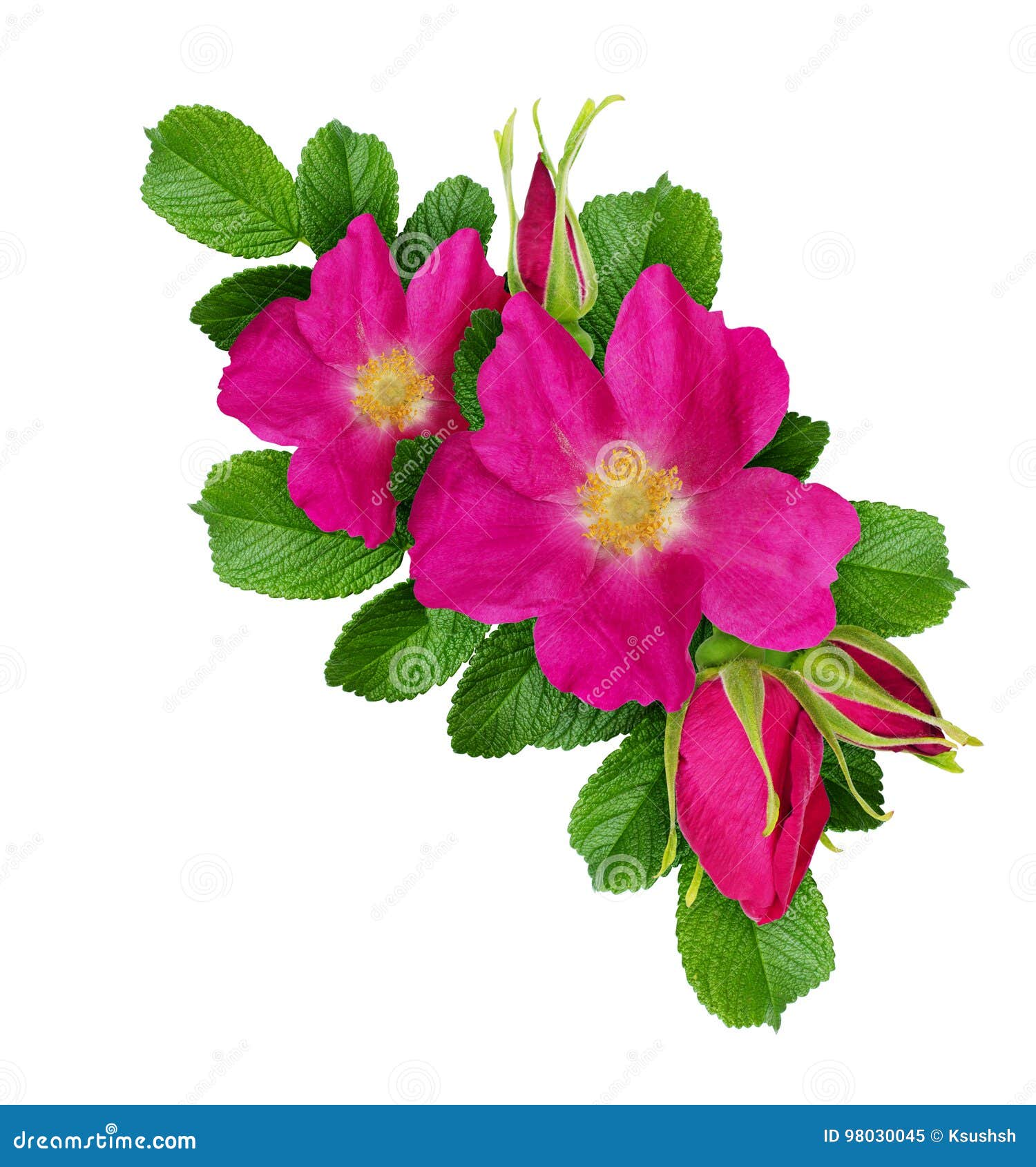 wild rose flowers arrangement