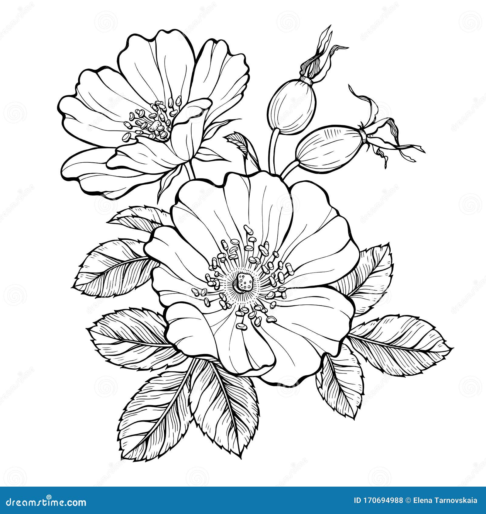 25 Beautiful Flower Drawing Information & Ideas - Brighter Craft |  Beautiful flower drawings, Flower line drawings, Flower sketches
