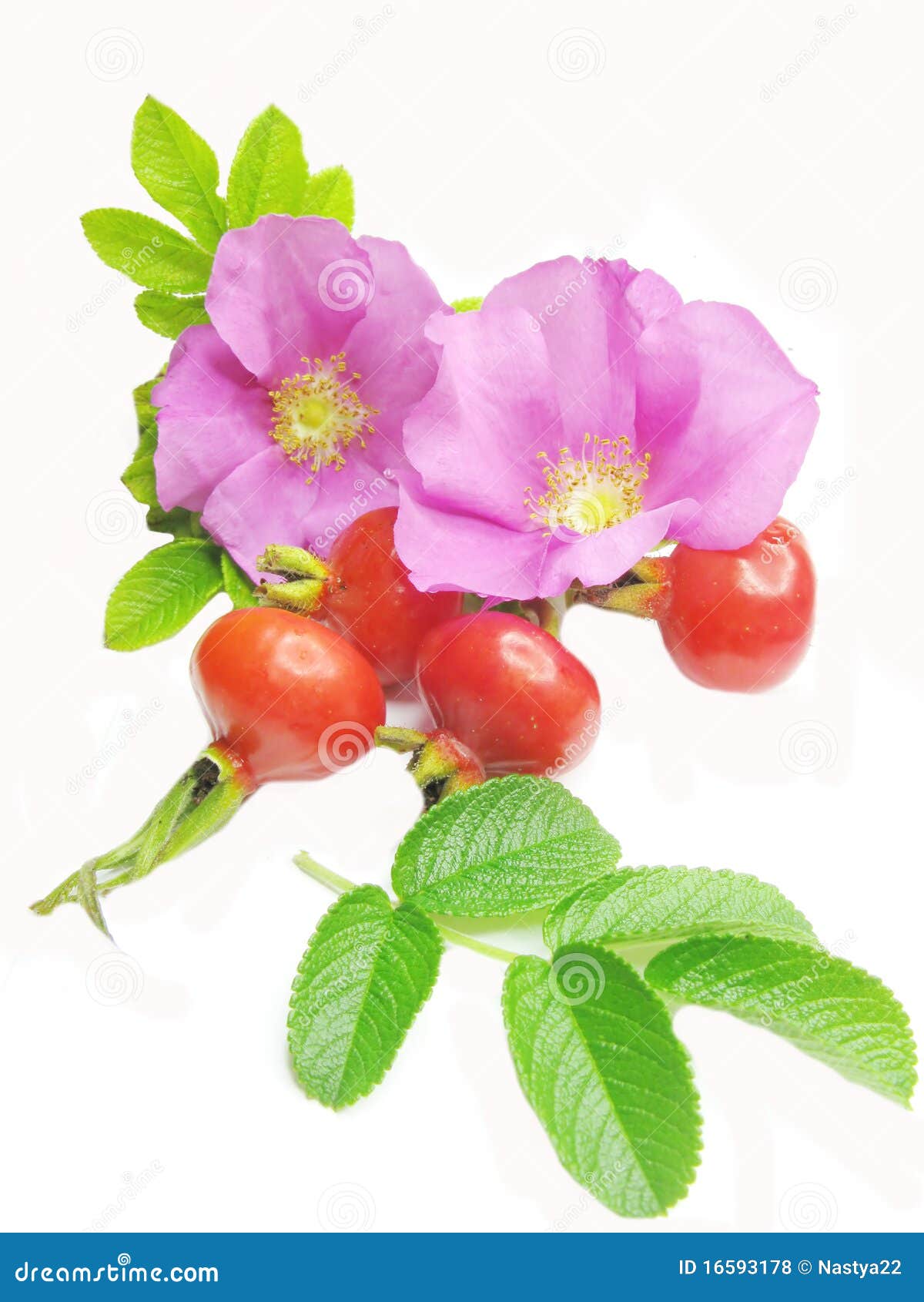Wild Rose Flowers and Red Hip Berries for Tea Stock Photo Image of