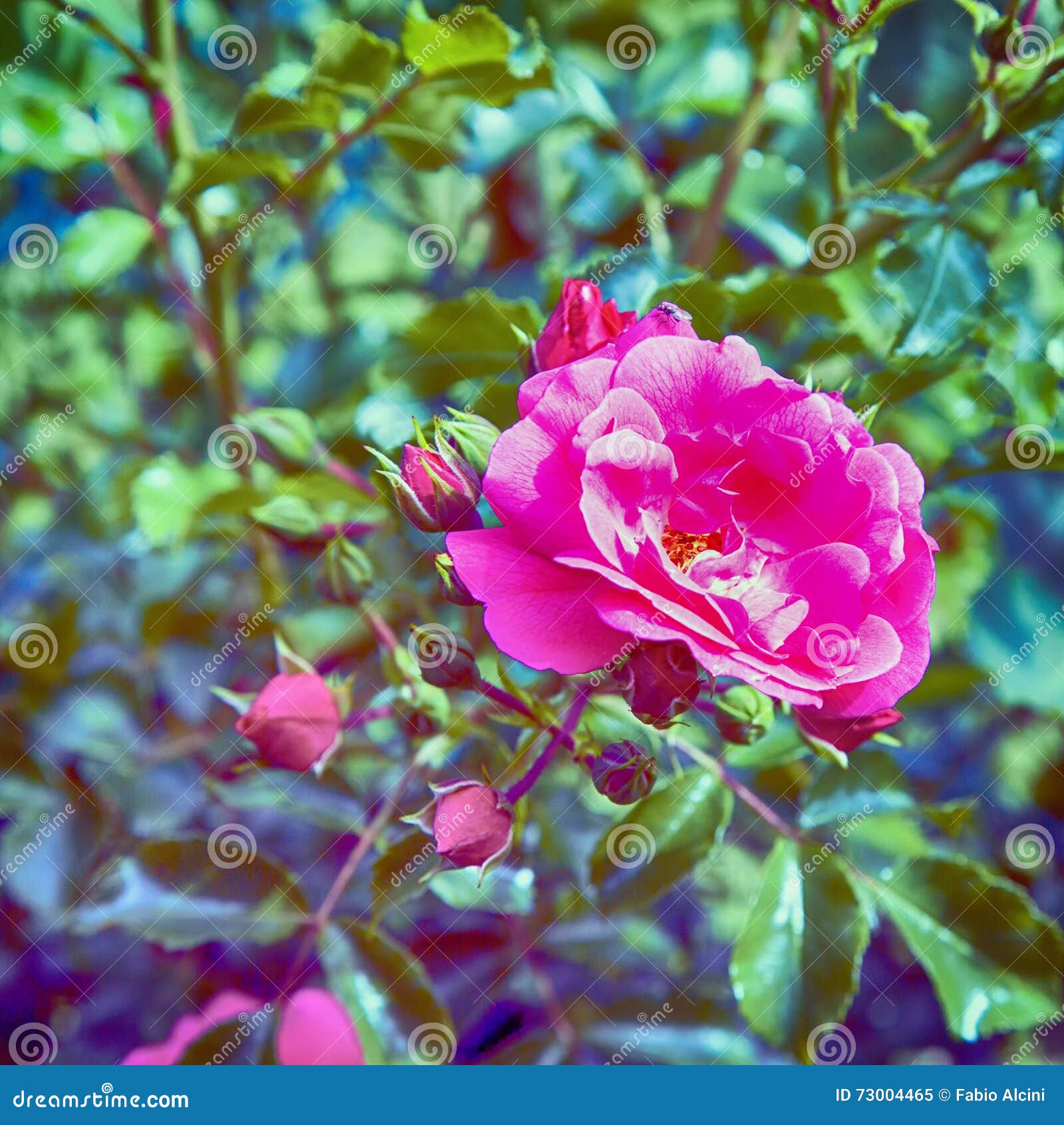 Wild rose in a garden stock image. Image of summer, plant 73004465