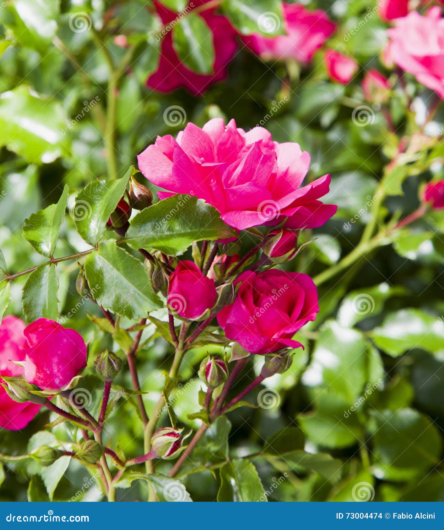Wild rose in a garden stock photo. Image of botany, floral 73004474