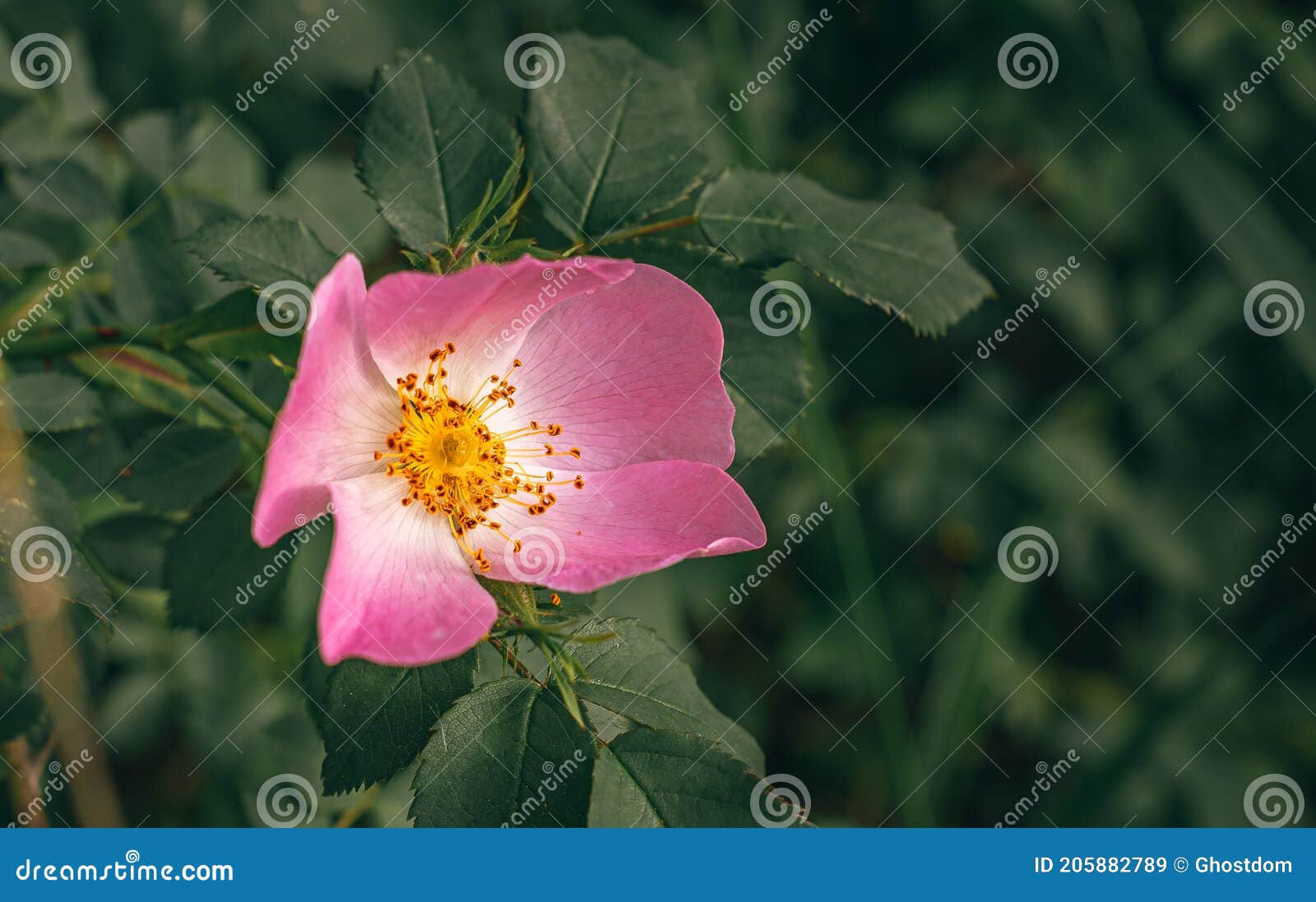 Wild rose stock image. Image of plant, rose, green, wild 205882789