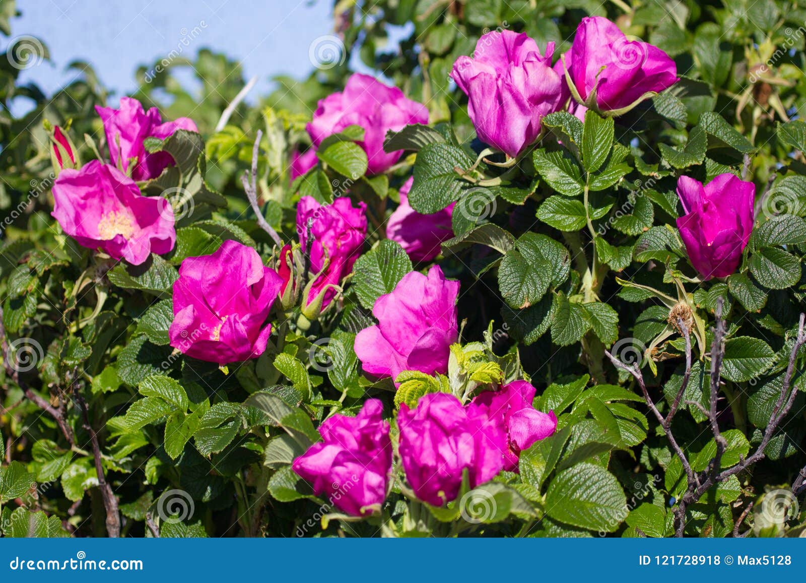 Wild Rose, Ramanas Rose (Rosa Rugosa Rubra) Stock Photo Image of