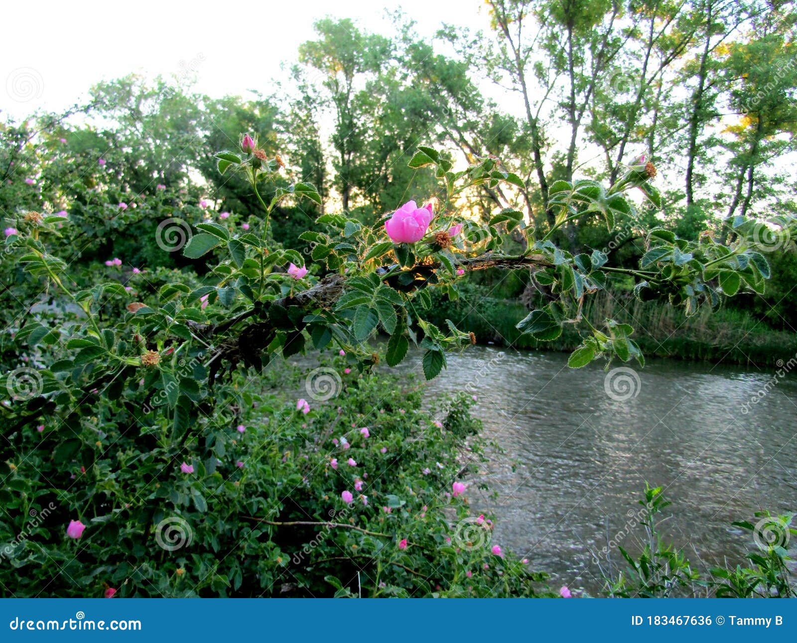 Wild Roses at Daybreak Over River Stock Photo - Image of landscape ...