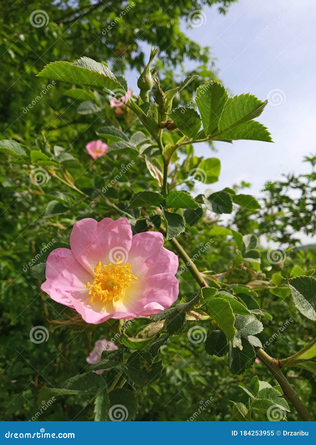Wild rose shrub stock image. Image of wildflower, pink 184253955
