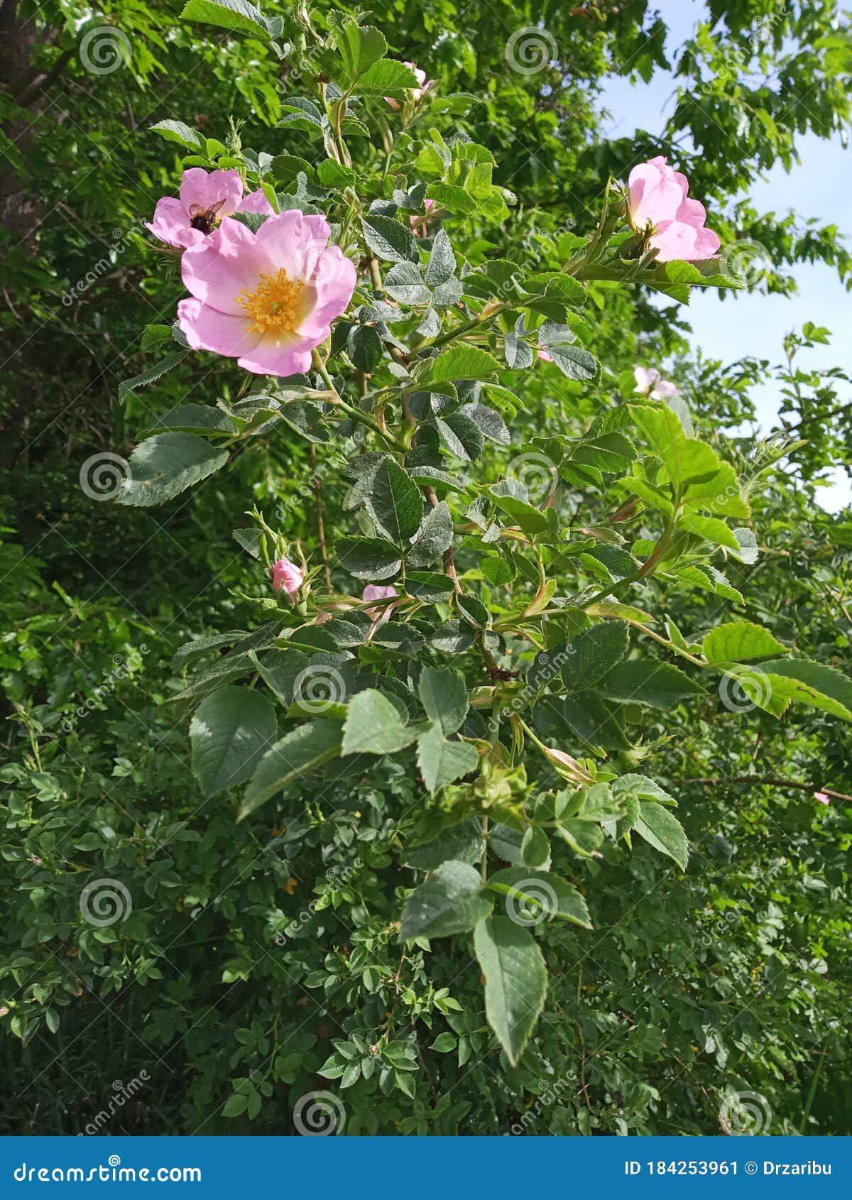 Wild rose shrub stock image. Image of leaf, rose, fruit 184253961
