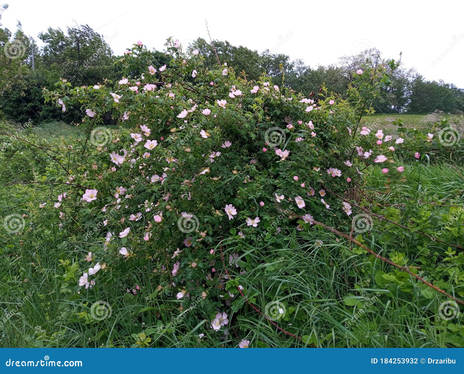 Wild rose shrub stock photo. Image of lawn, tree, evergreen 184253932
