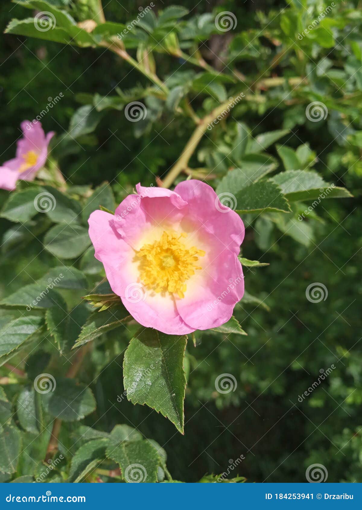 Wild rose shrub stock image. Image of bouquet, petal 184253941