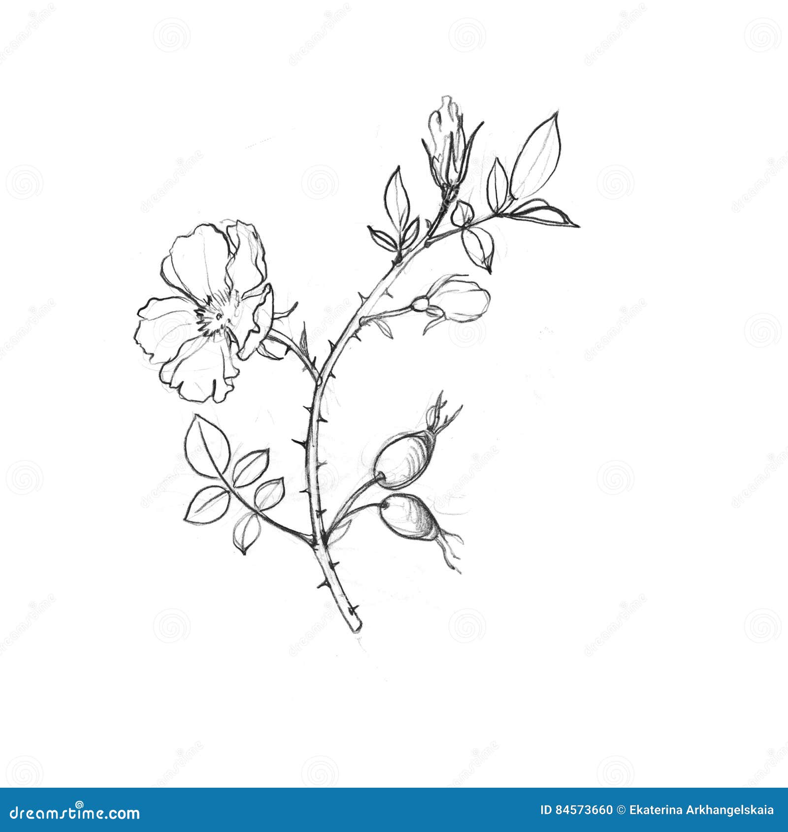 Black And White Lineart Plant Flower Rose Flower Rose Clipart Black And  White, Flower Drawing, Rose Drawing, Plant Drawing PNG Transparent Clipart  Image and PSD File for Free Download