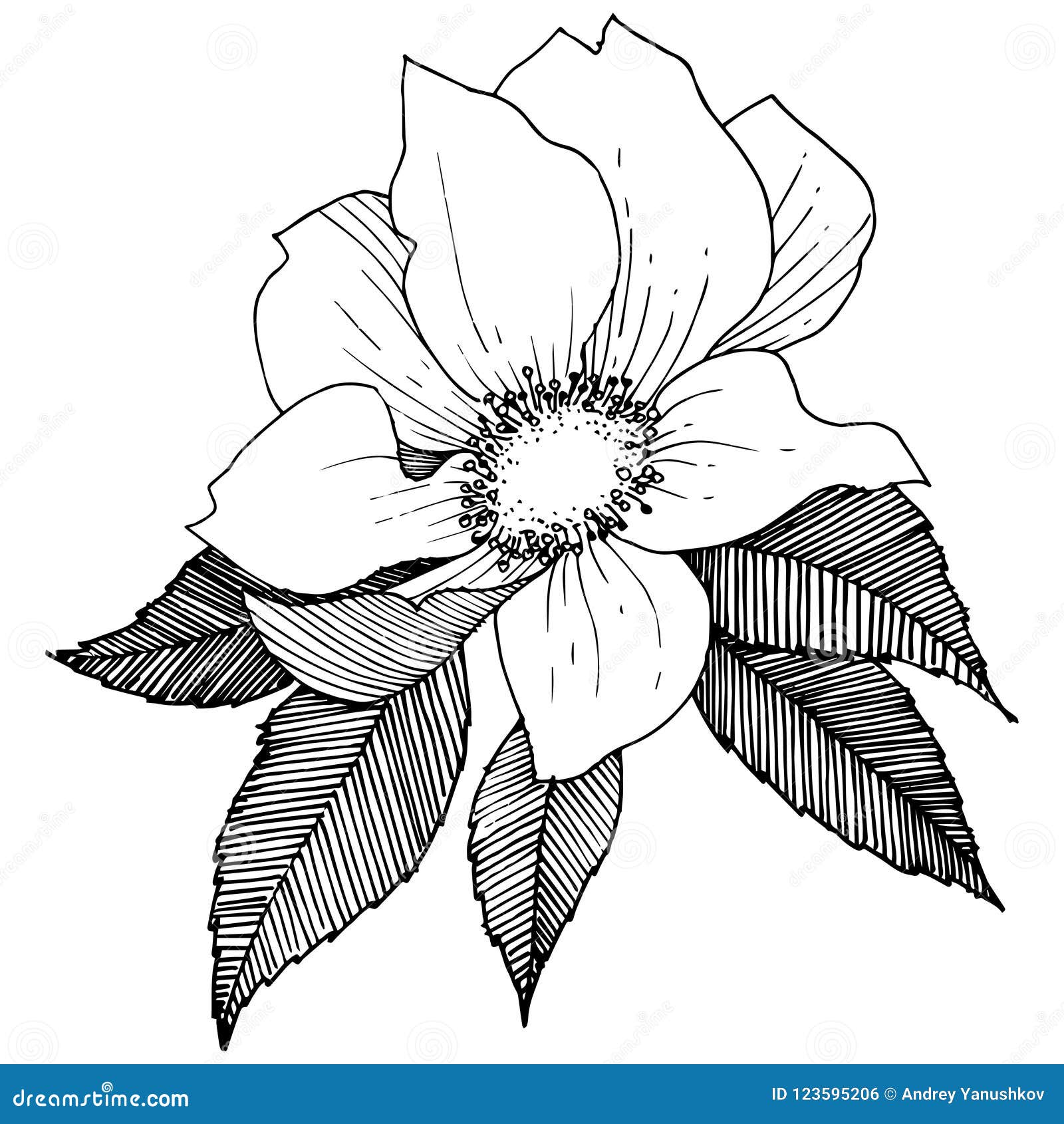 Wild Rose in a Vector Style Isolated. Stock Vector - Illustration of