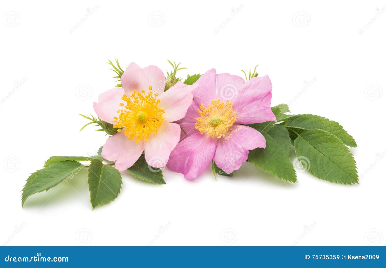 Wild rose stock image. Image of nature, green, harvest - 75735359