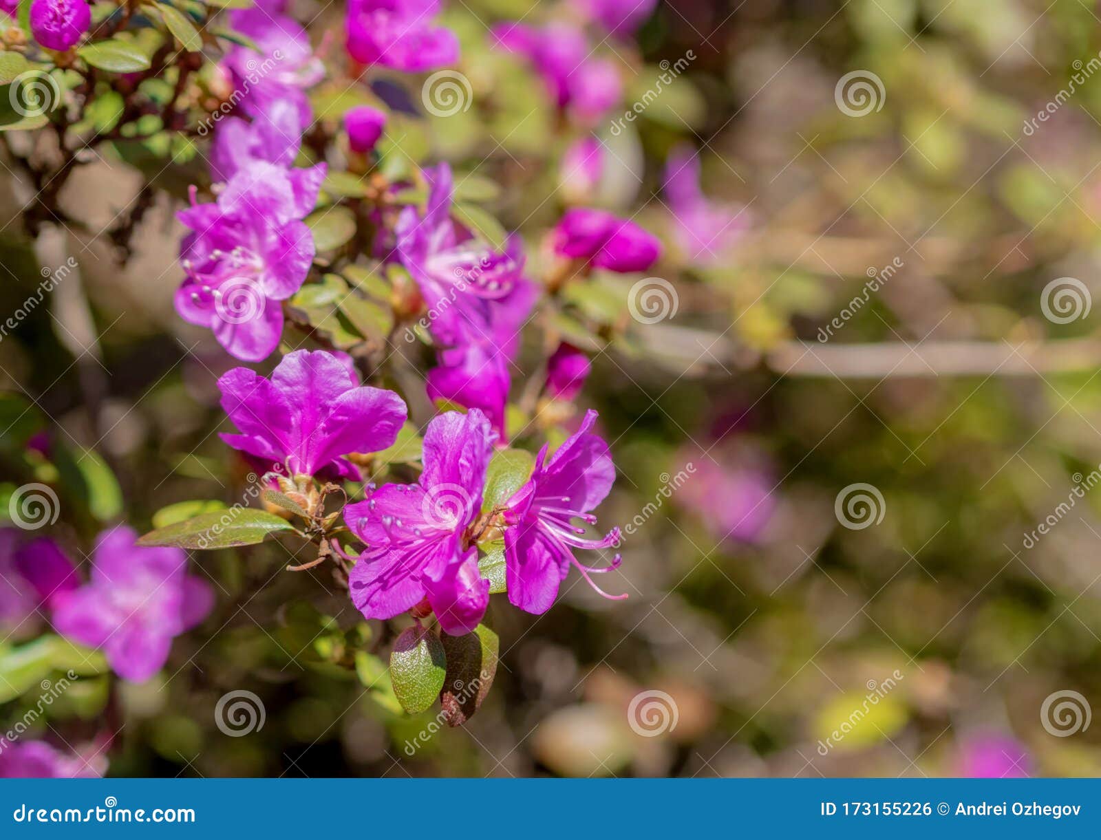 Wild Rosemary Flowers. Pink Spring Flowers Stock Photo Image of natural, violet 173155226