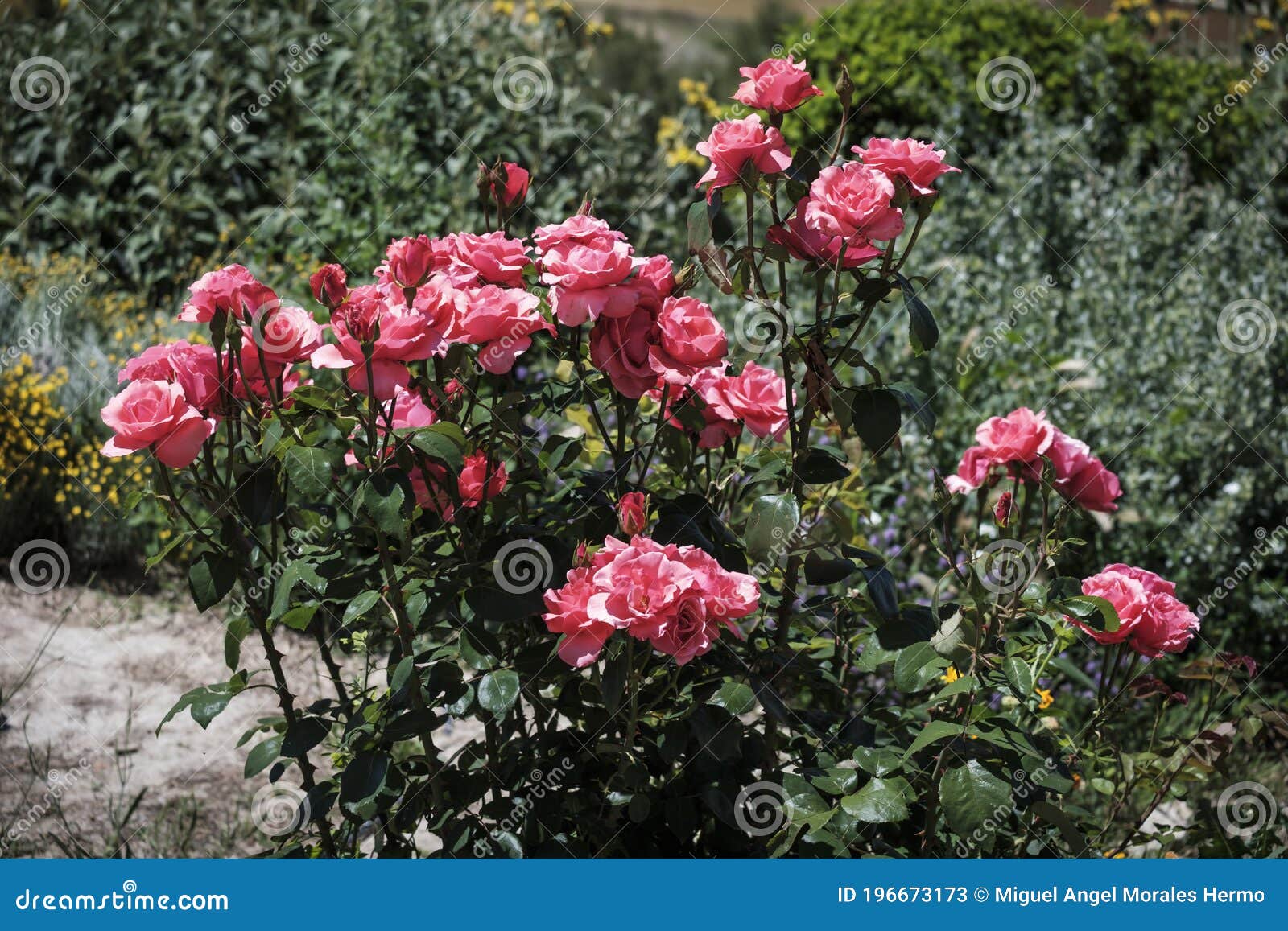 wild roses in the middle of a cultivated field