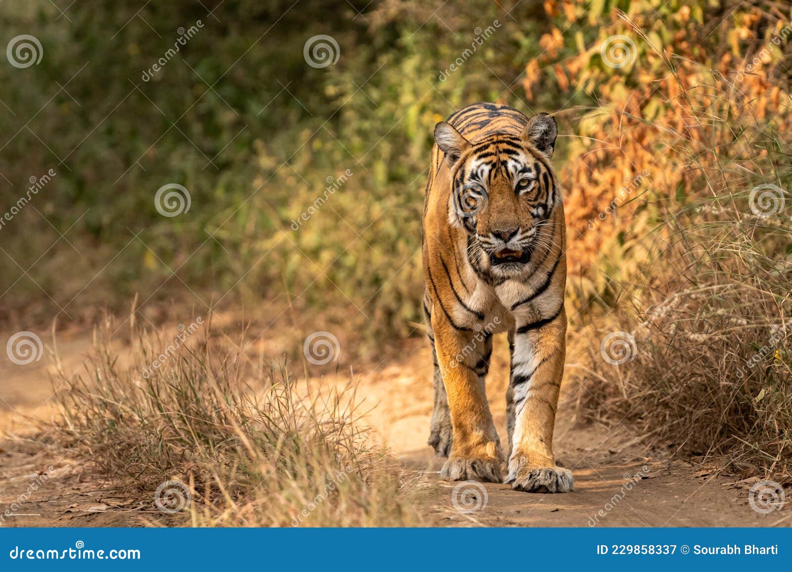 The Royal Bengal Tiger - Tiger Safari India