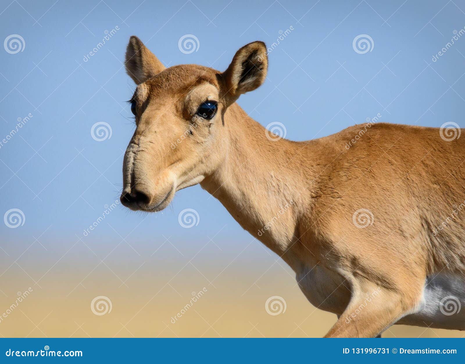 wild saiga antelope saiga tatarica