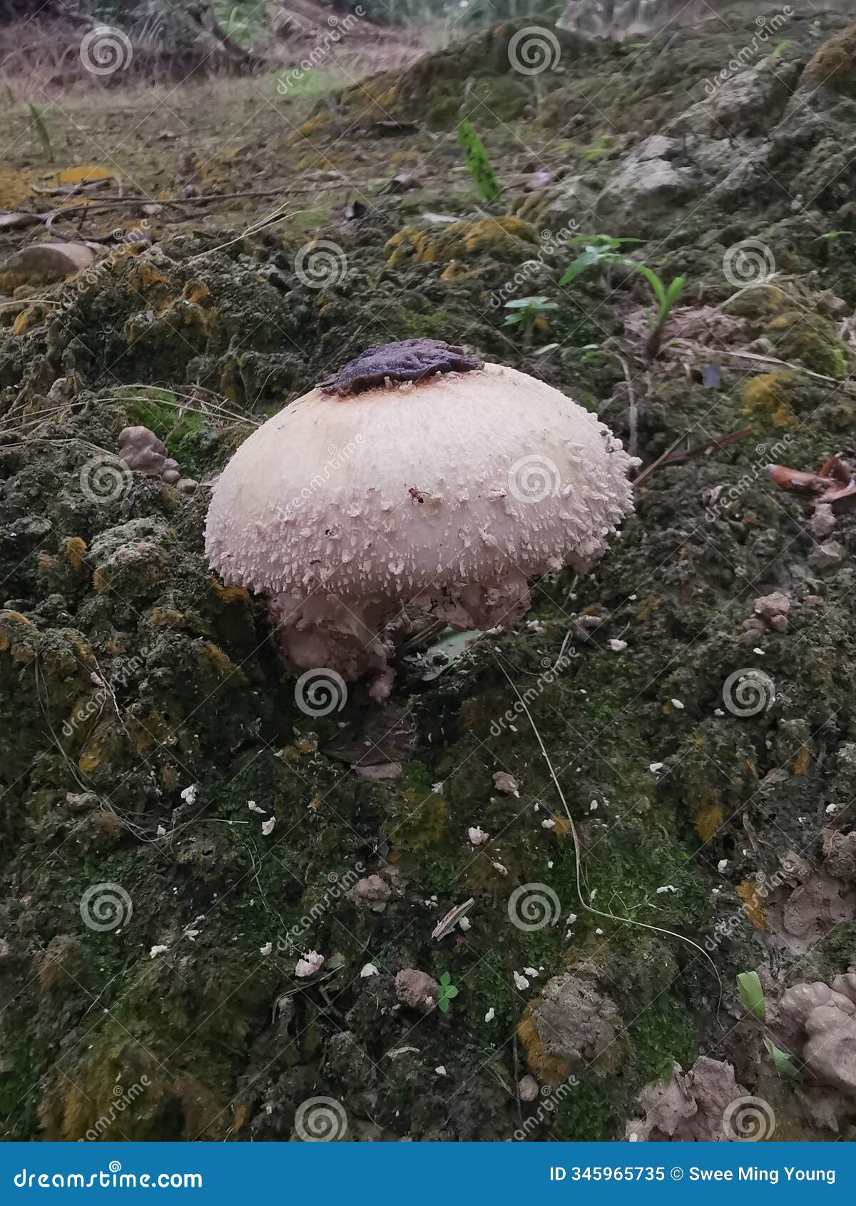 wild scaly cap freckled dapperling mushroom.