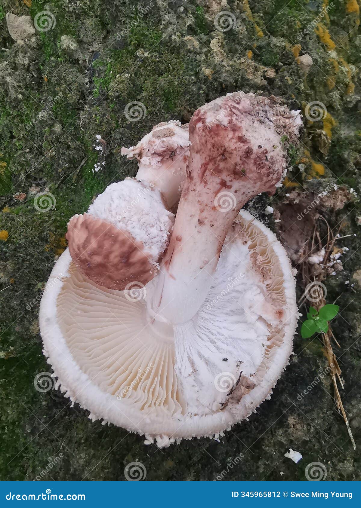 wild scaly cap freckled dapperling mushroom.
