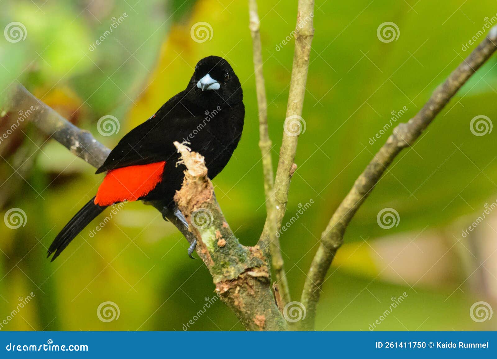 scarlet-rumped tanager