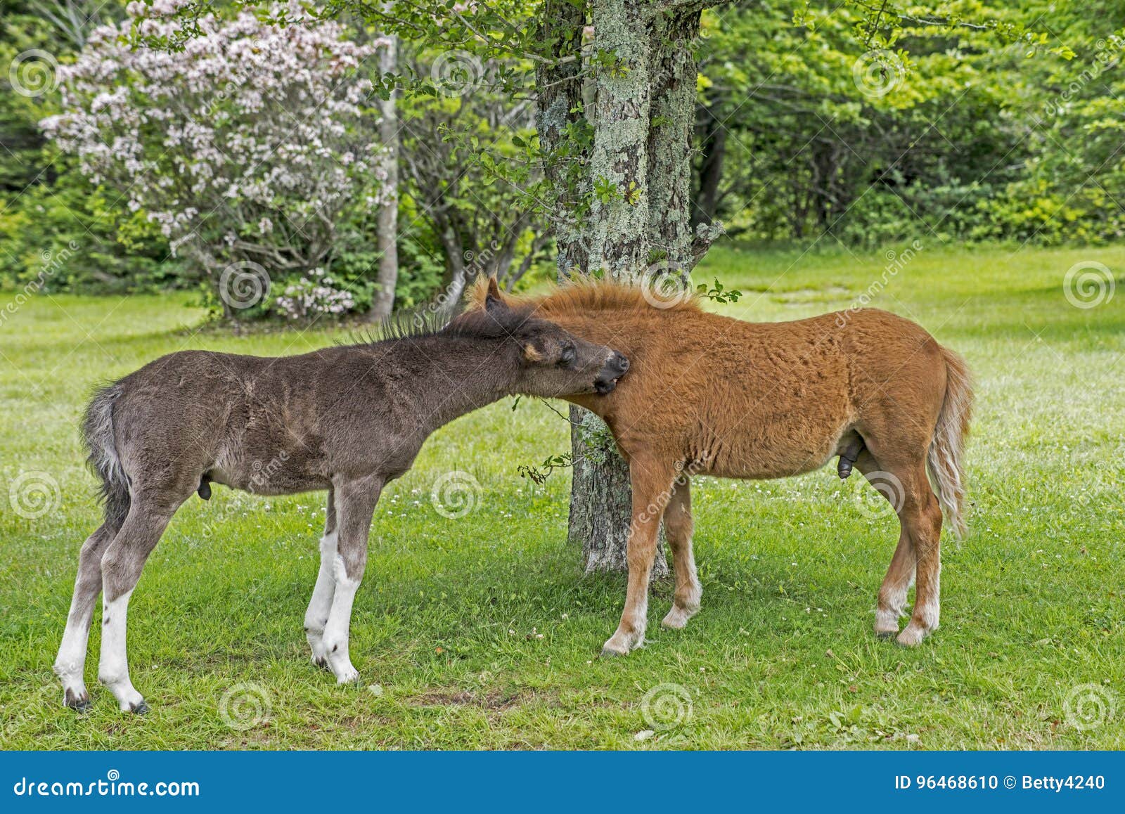 Wild Shetland Ponies Biting on Eath Other. Stock Photo - Image of pack ...