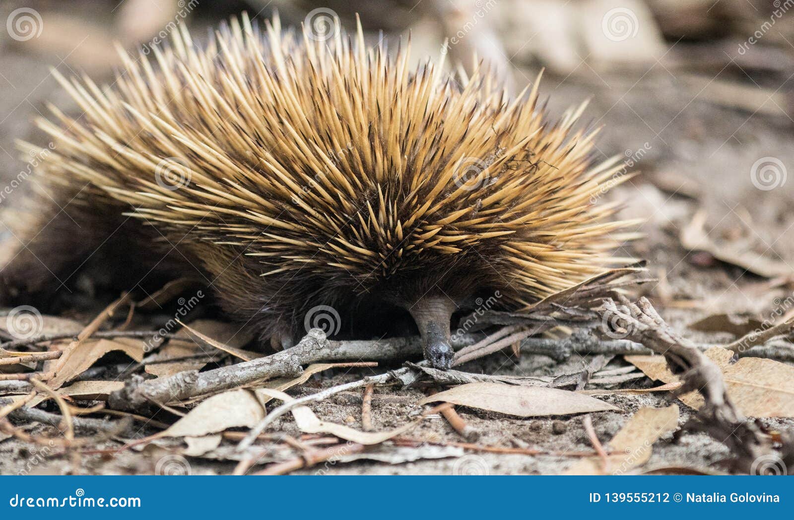 Wild Short-beaked Echidna with Dirty Muzzle.Tachyglossus Aculeatus ...