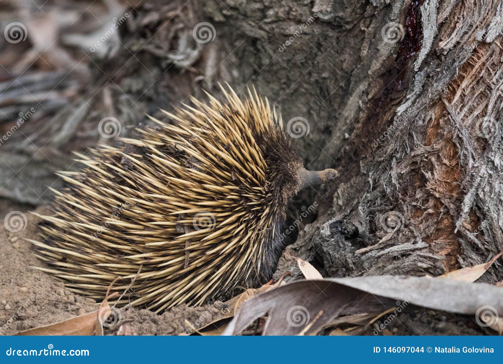 Wild Short-beaked Prickly Echidna with Huge Yellow Prickles Try To Dig ...