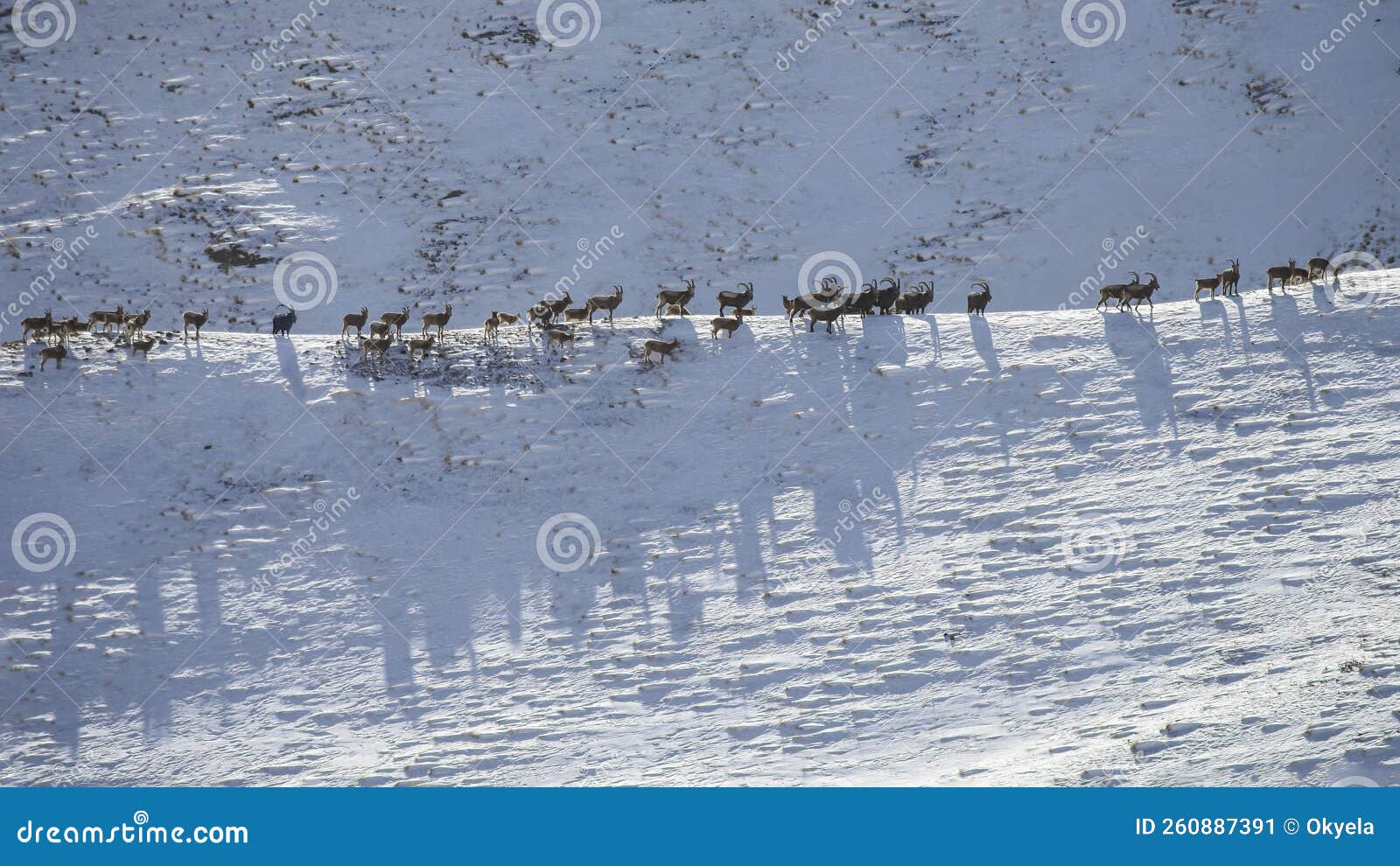 wild siberian mountain ibex migrate in winter in search of food base