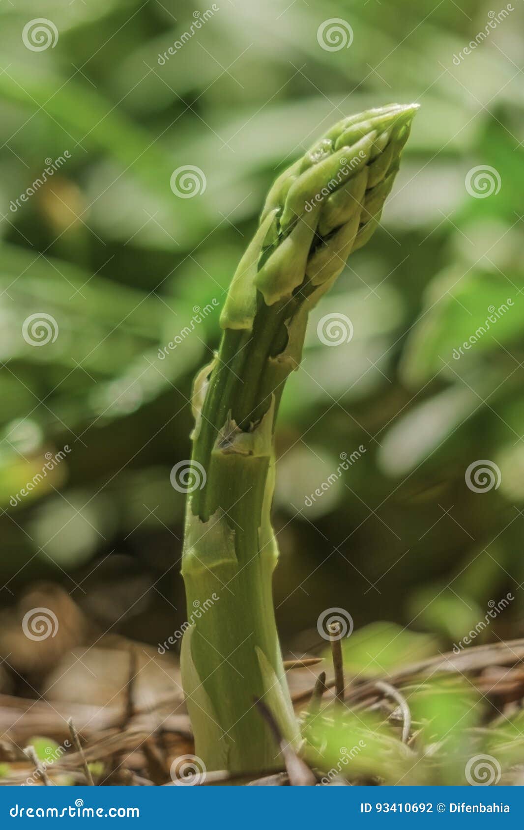 Wild Single Asparagus in Natural Stock Photo - Image of officinalis