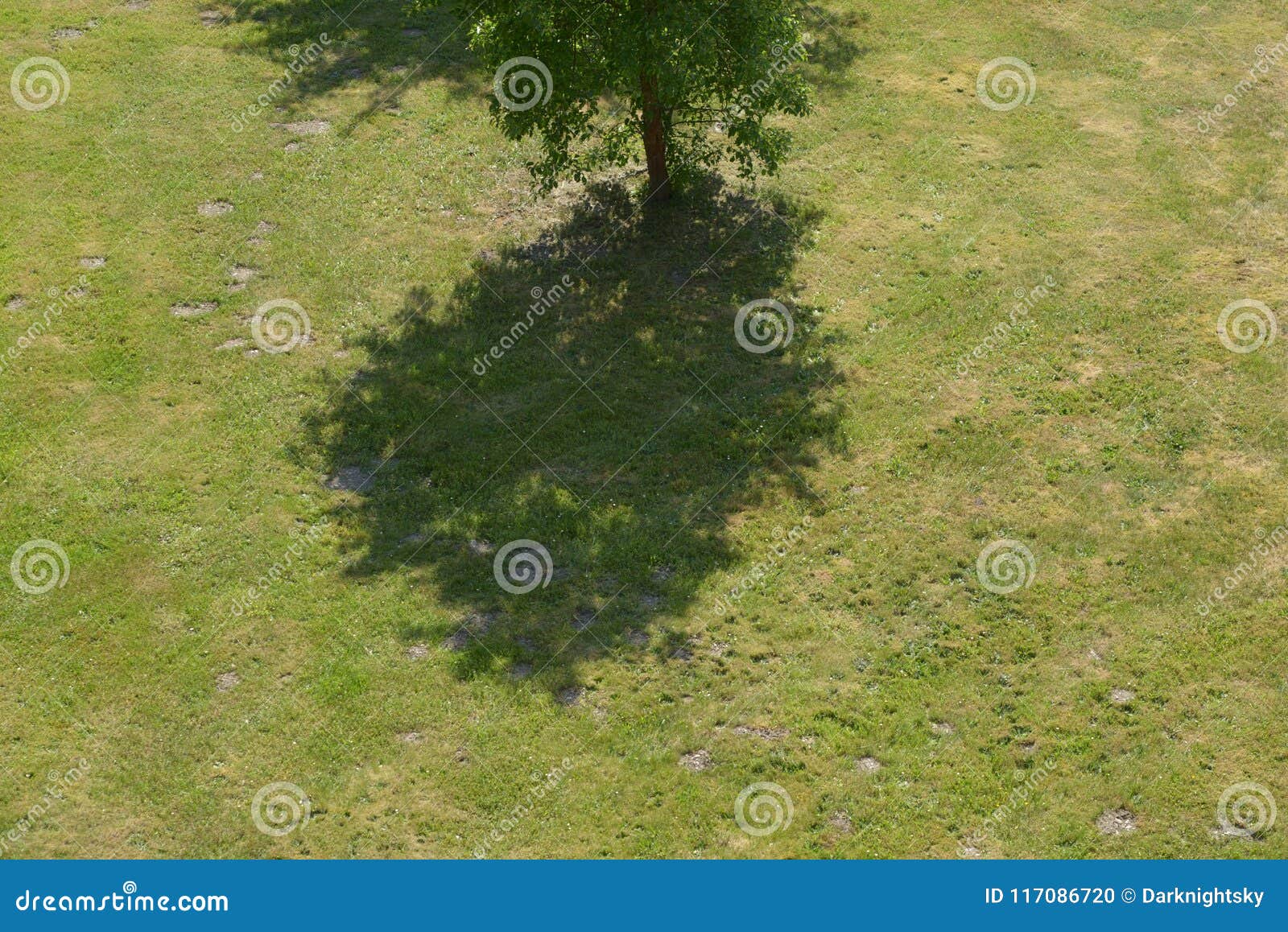 wild single domesticated apple tree on green grass