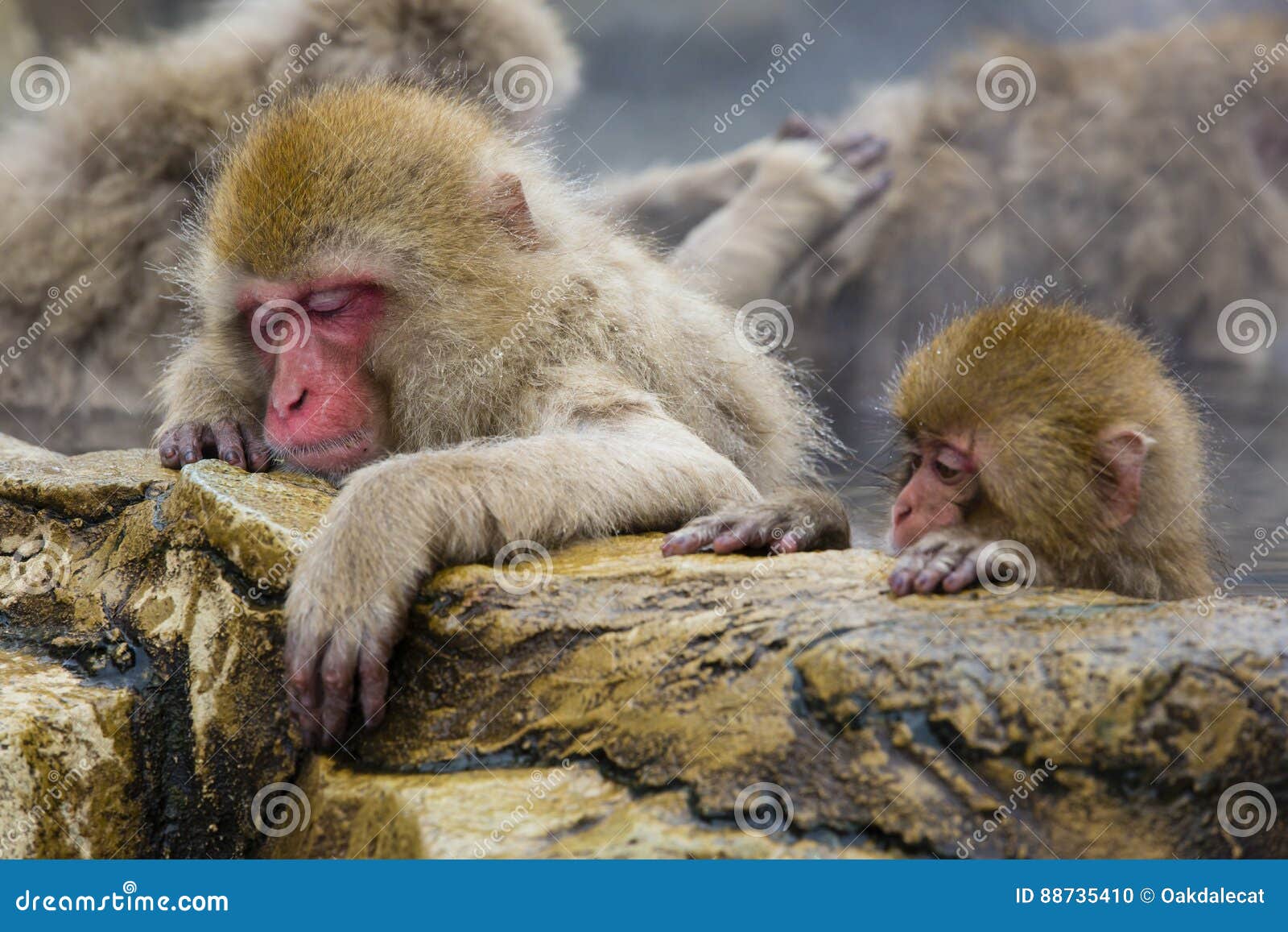 wild snow monkey mom asleep on the rocks