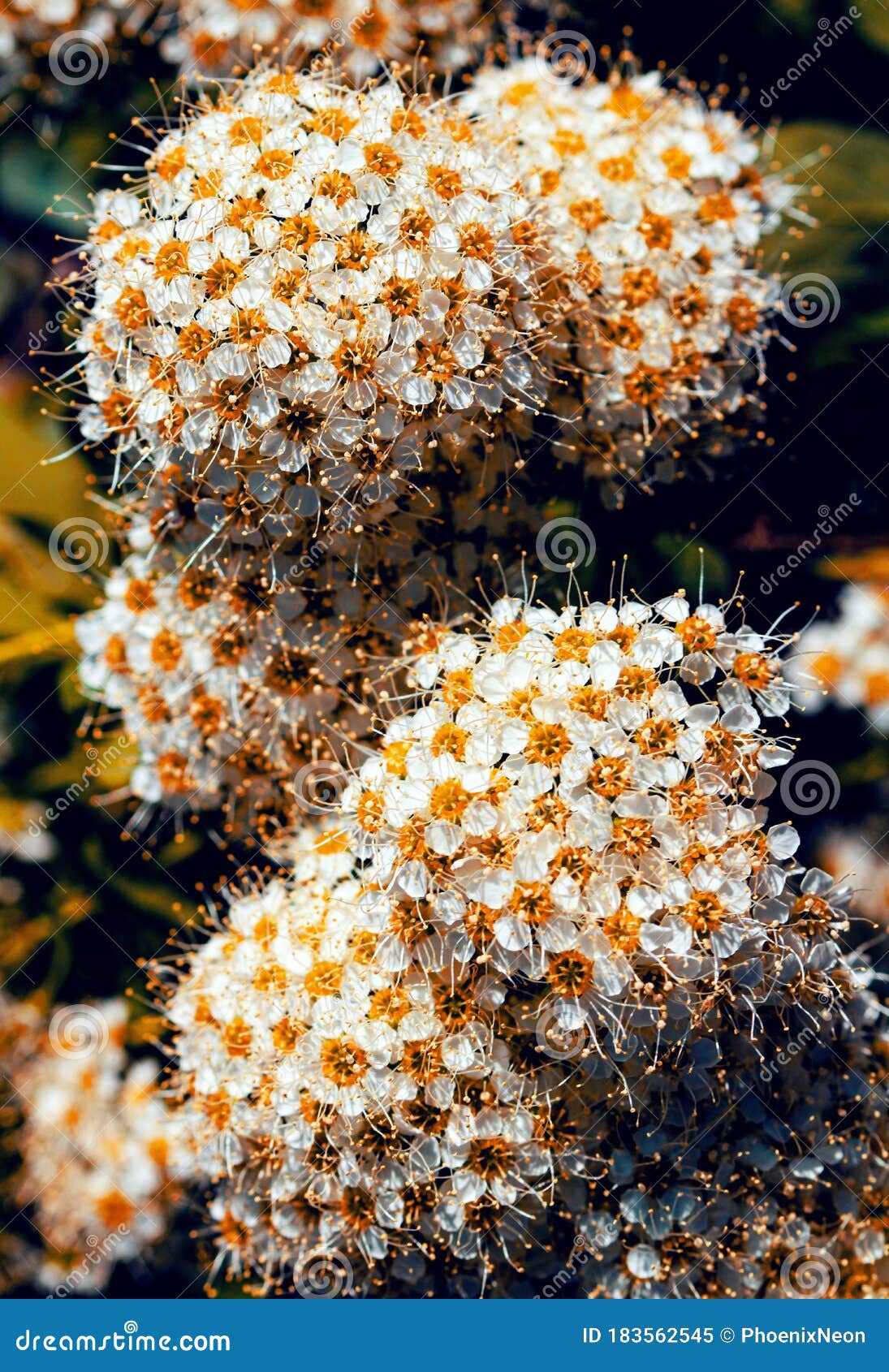 Wild Sorbus, Red Rowan and Mountain Ash Tree Blossoms Blooming in ...