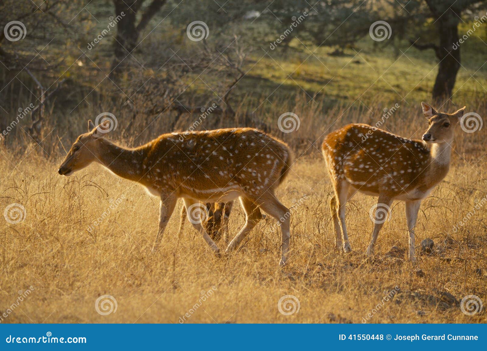 wild spotted deer at ranthambore national park