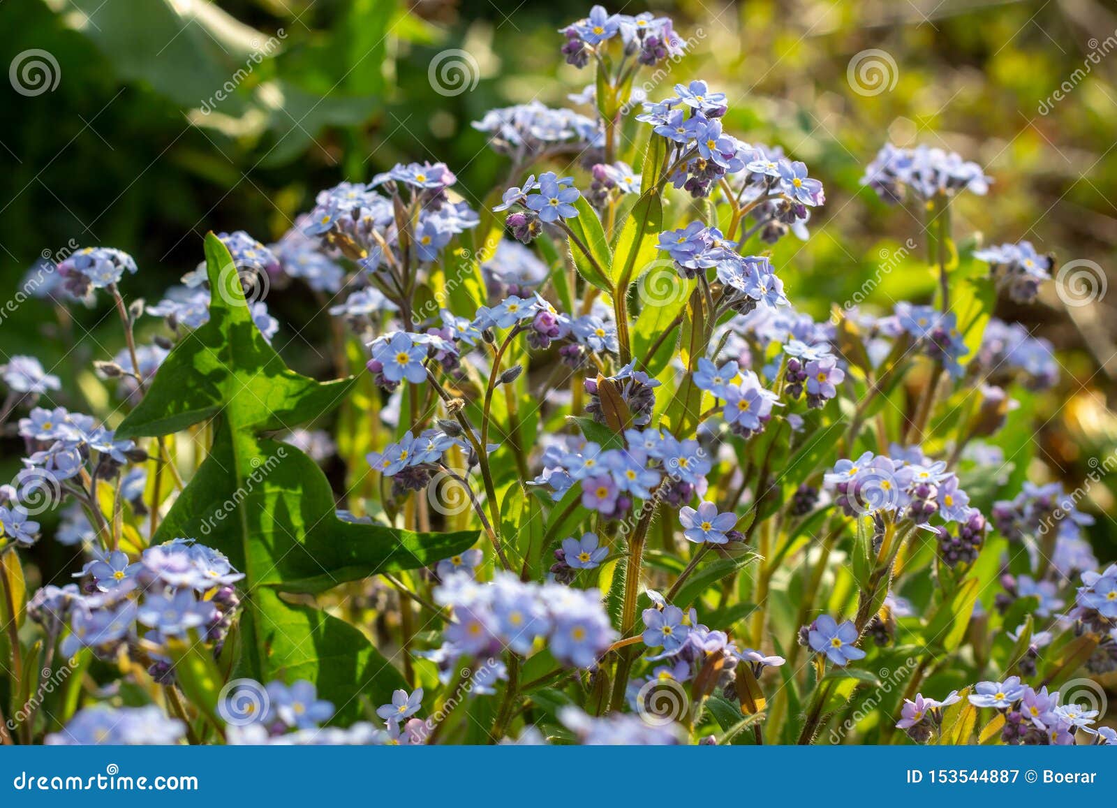 Wild Spring Light Blue Alpine Forget Me Nots Flowers Myosotis Alpestris Stock Image Image Of Botanical Green 153544887