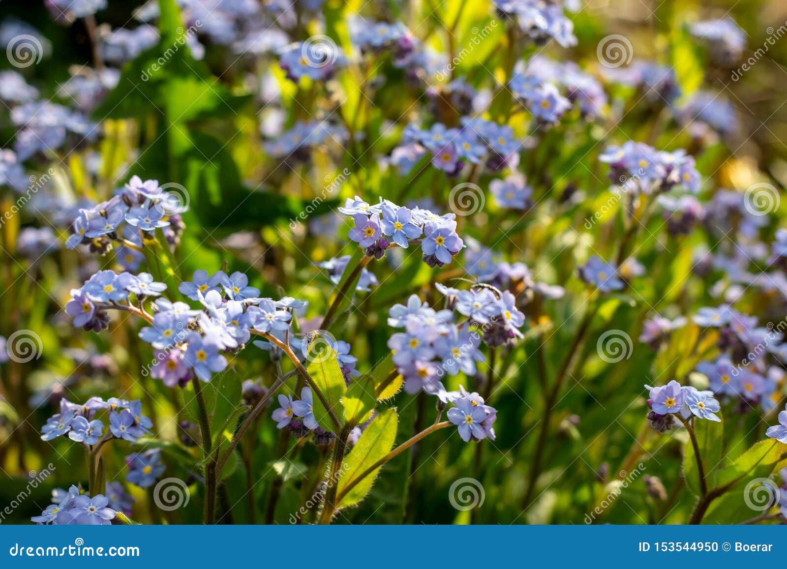 Wild Spring Light Blue Alpine Forget Me Nots Flowers Myosotis Alpestris Stock Photo Image Of Delicate Forgetmenot 153544950