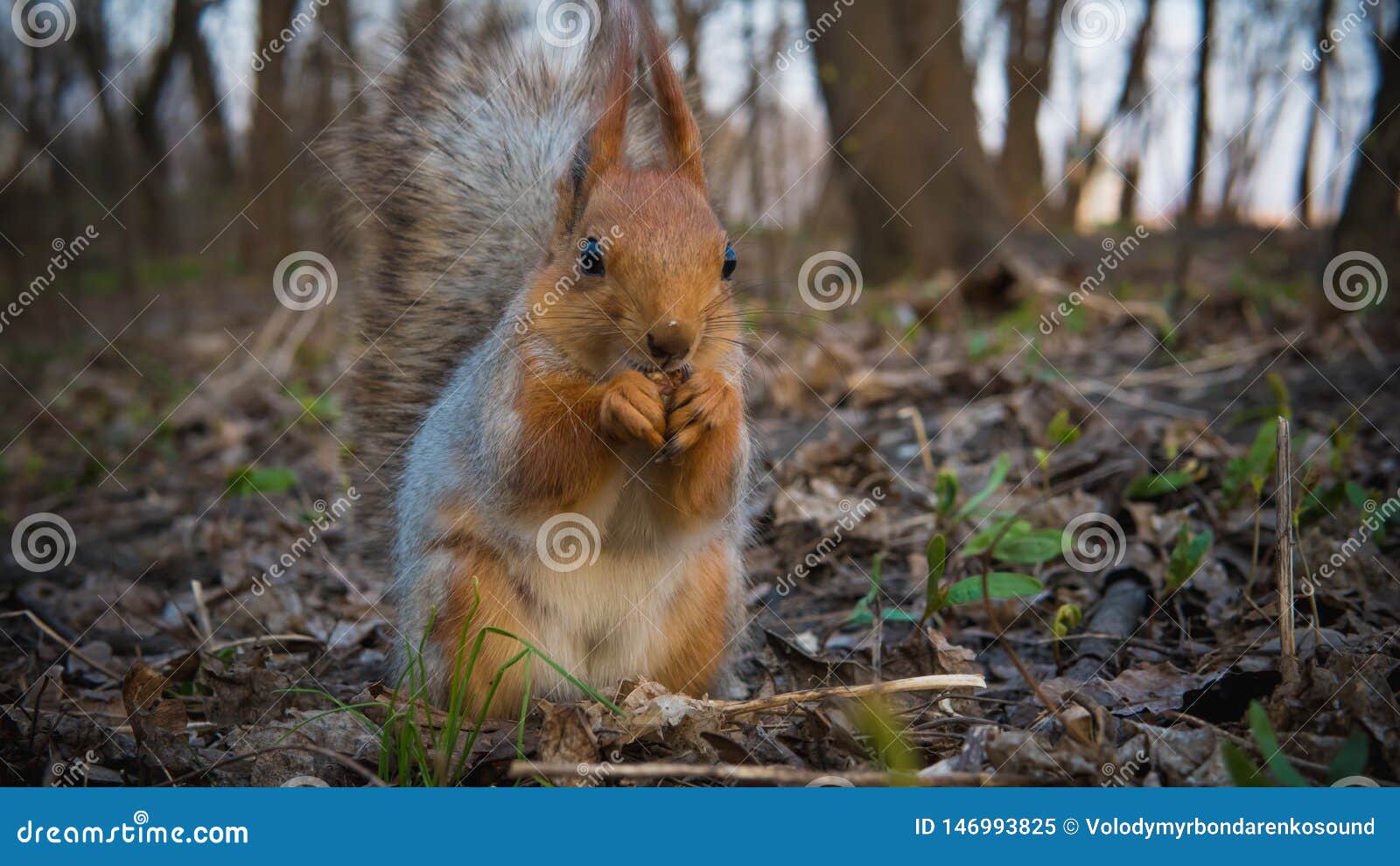 Wild Squirrel Eating Nuts in the Forest, Closeup Stock Image Image
