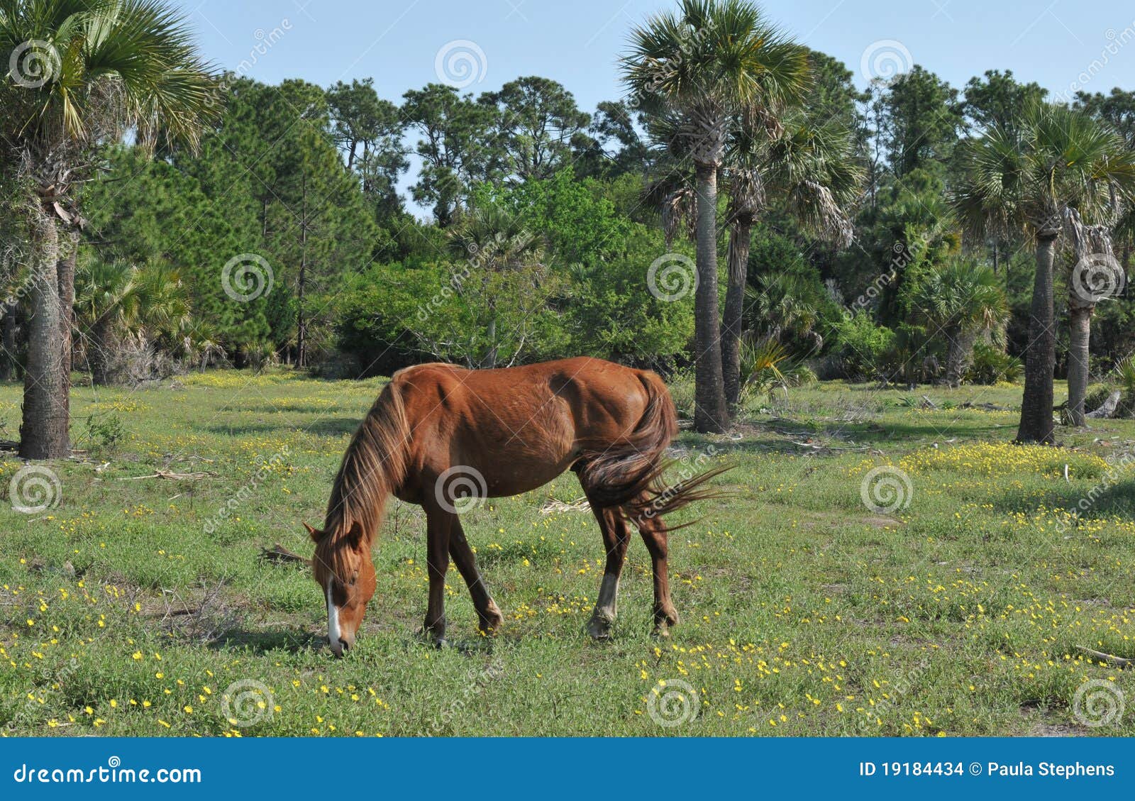 57,776 Wild Stallion Stock Photos - Free & Royalty-Free Stock 