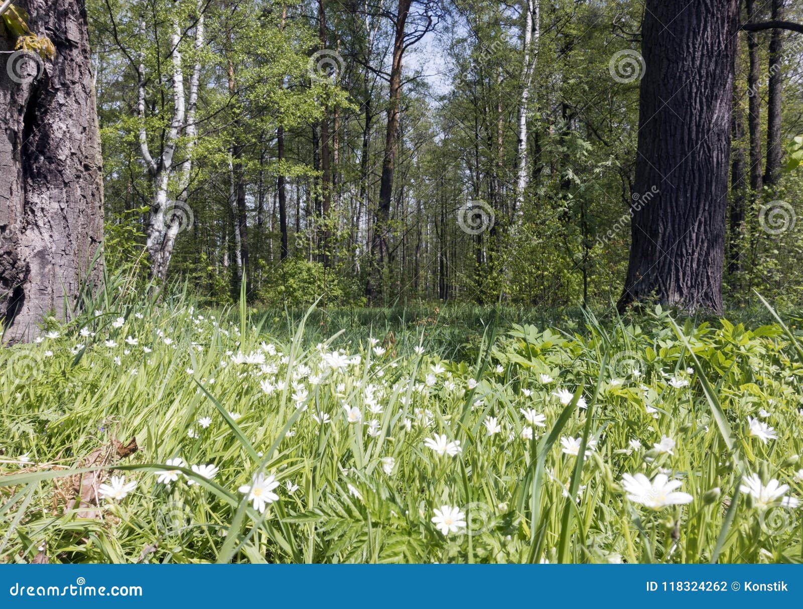 wild stellaria caryophyllaceae white flowers blossom in spring forest