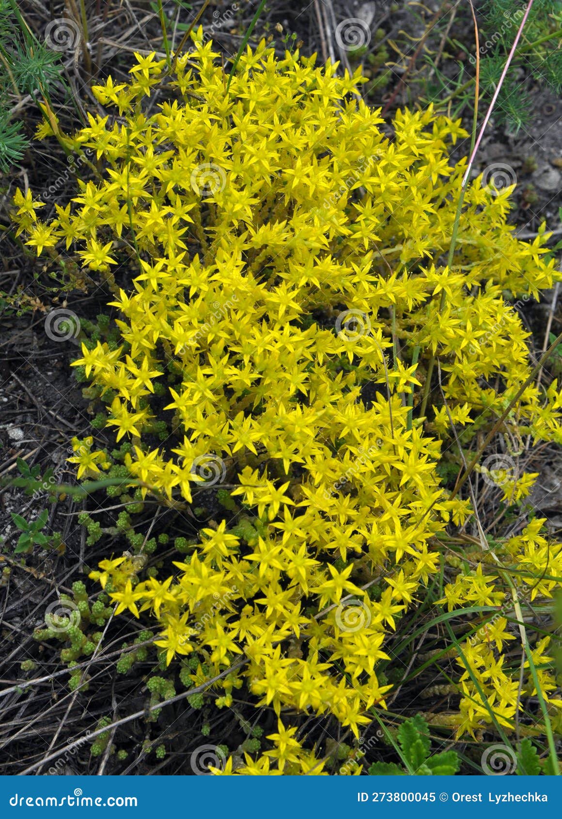 Stonecrop (Sedum Acre) Grows in the Wild Stock Image Image of