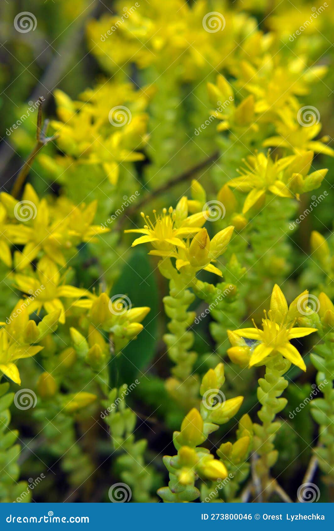Stonecrop (Sedum Acre) Grows in the Wild Stock Photo Image of