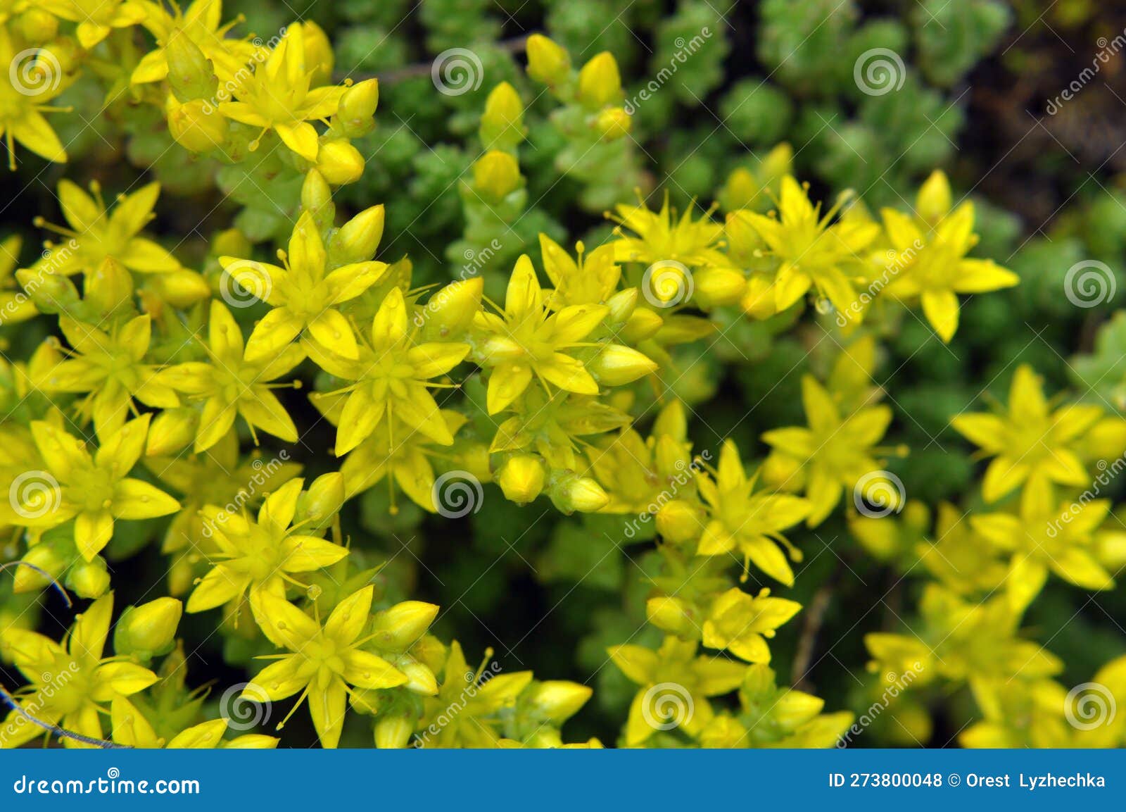 Stonecrop (Sedum Acre) Grows in the Wild Stock Photo Image of garden