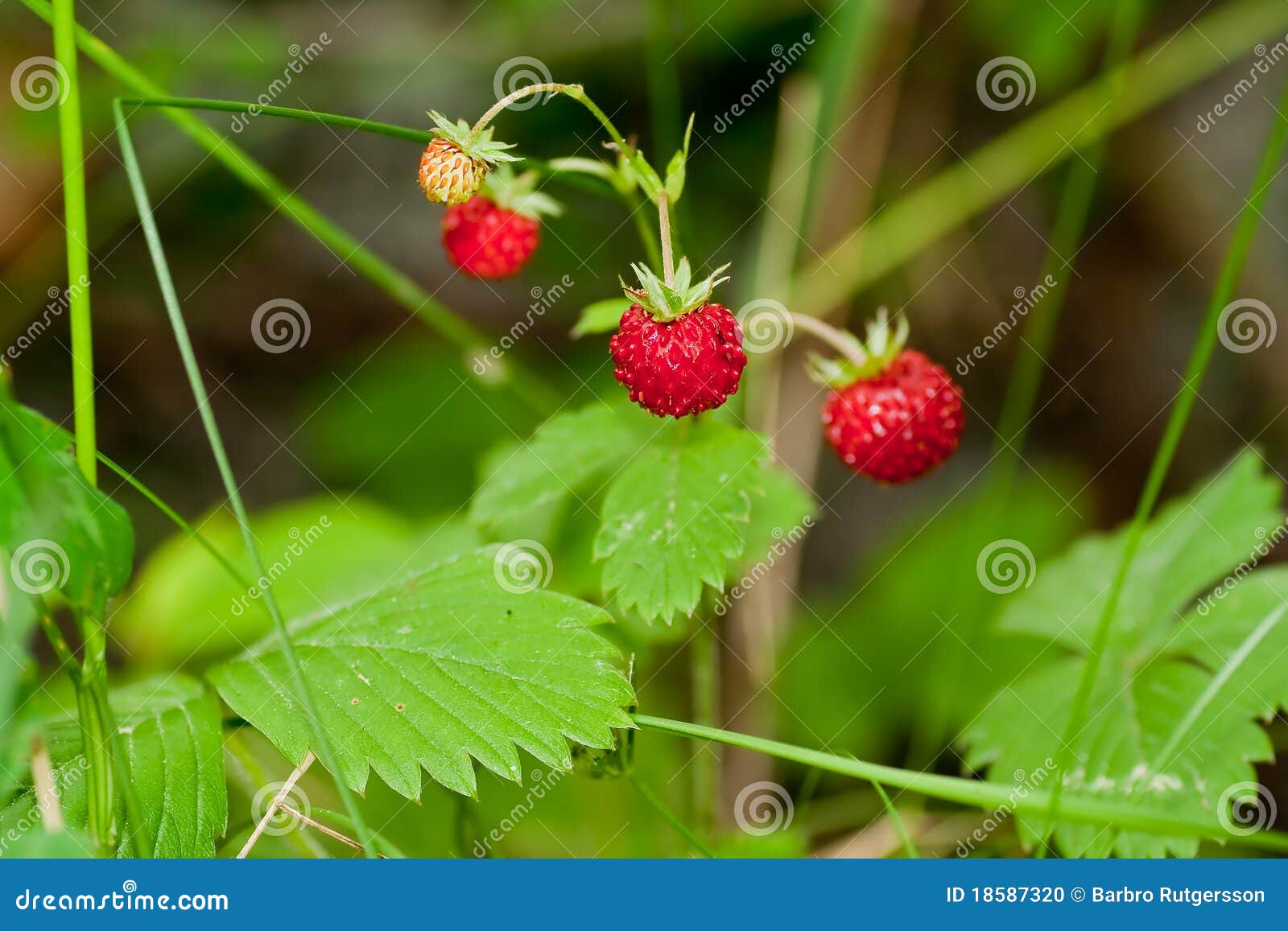 Wild strawberries stock photo. Image of delicious, ingredient 18587320