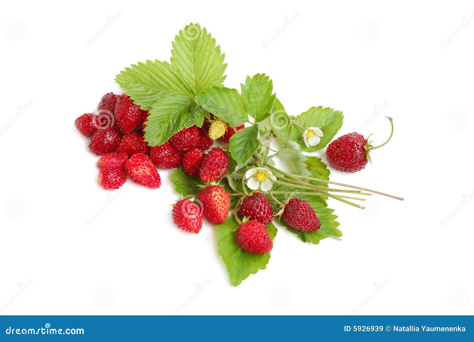 Wild strawberries stock image. Image of bush, harvesting 5926939