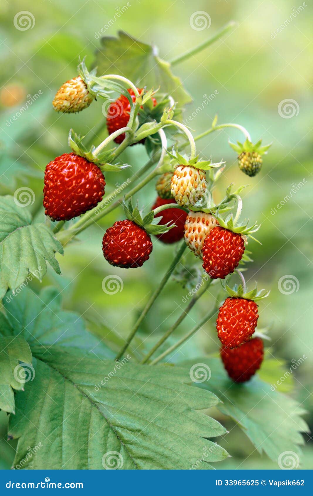 Wild Strawberries on Meadow Stock Image Image of nature, leaves 33965625