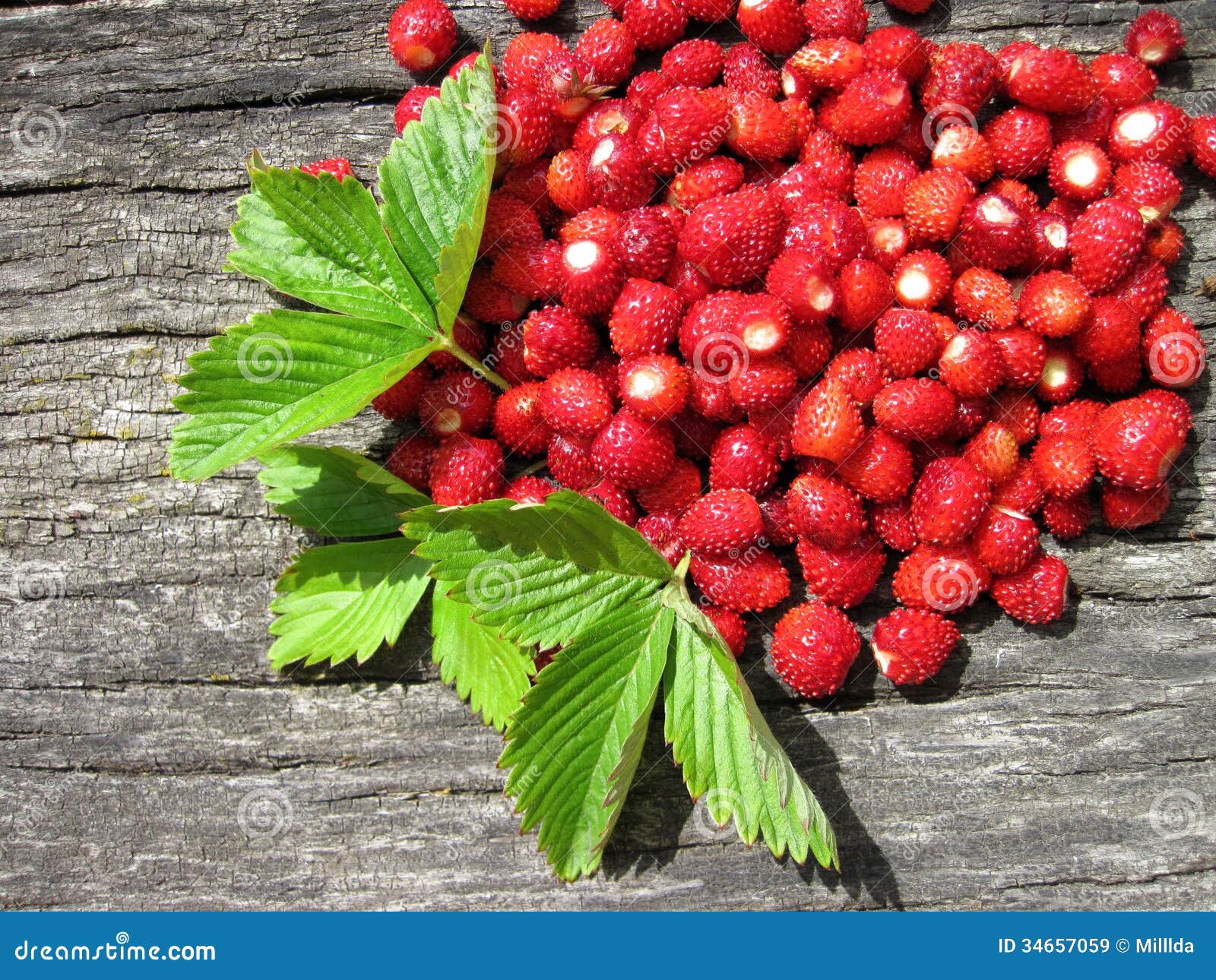 Wild strawberries stock image. Image of berry, leaf, background 34657059