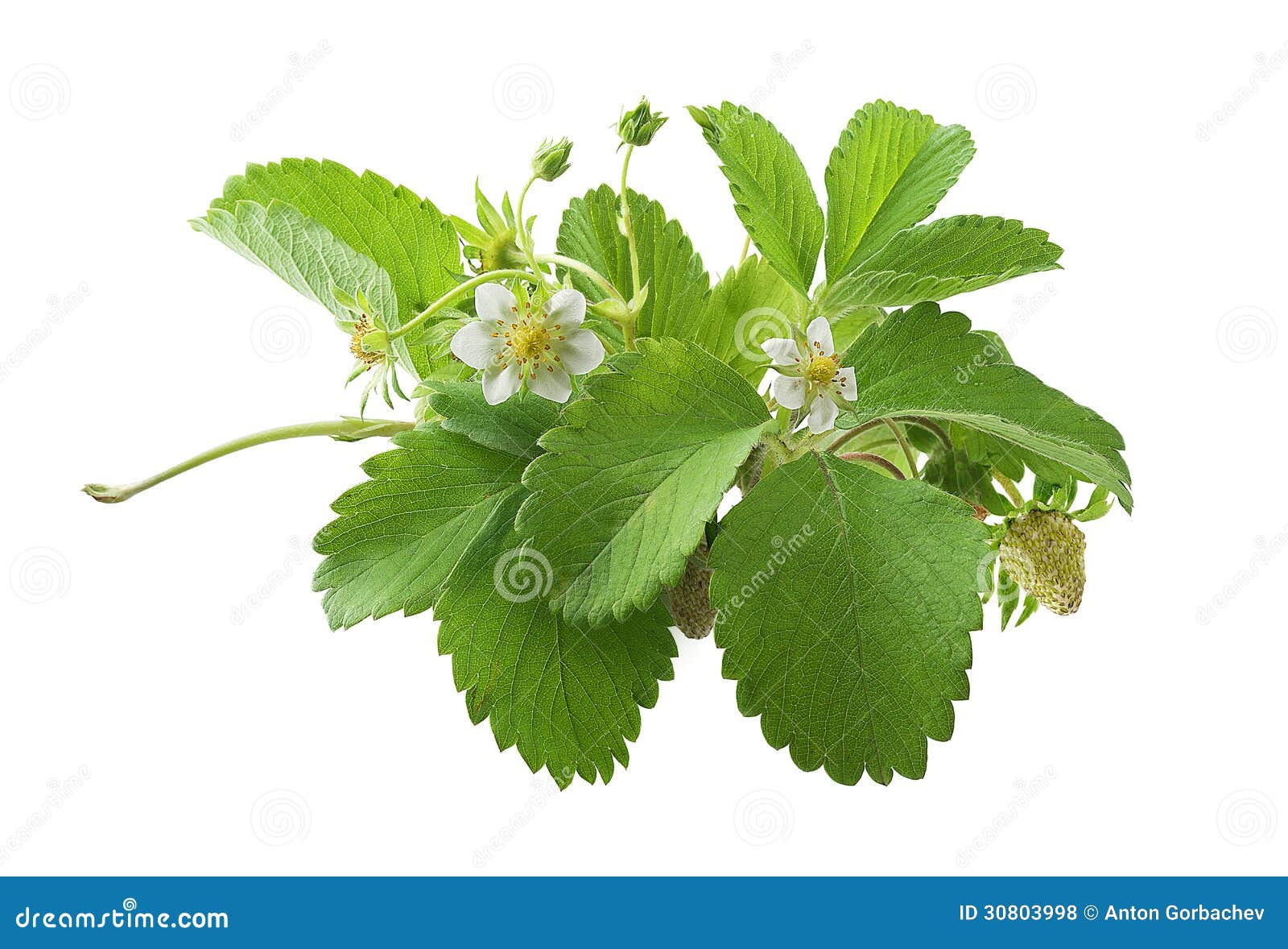 Bush of wild strawberry with flowers on the white background