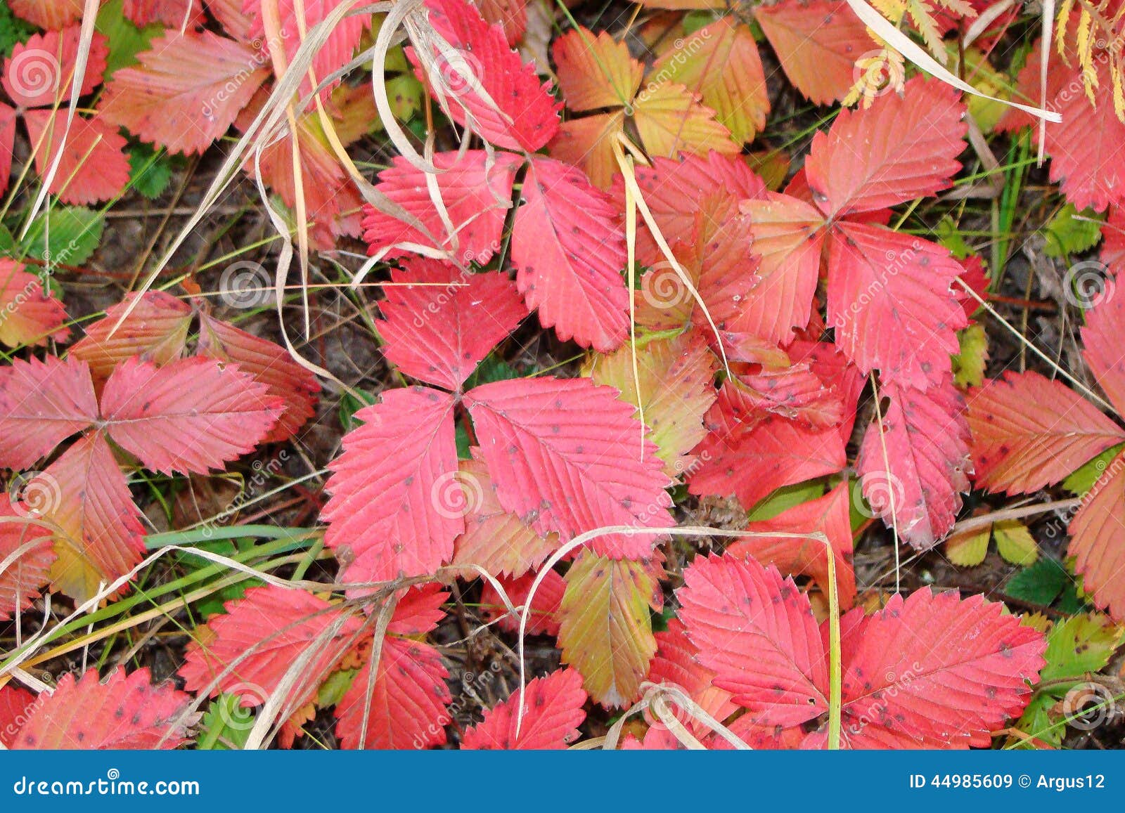 Wild Strawberry Leaves Turn Red Stock Image Image of veins, autumn