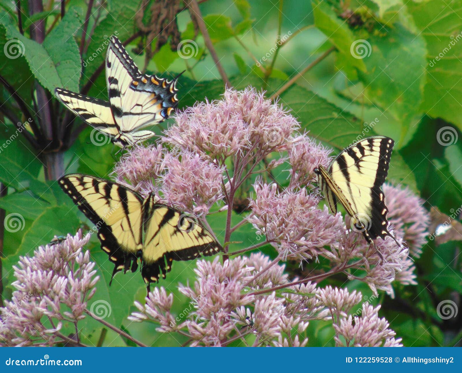 Wild Swallowtail Butterflies Stock Photo - Image of coin ...
